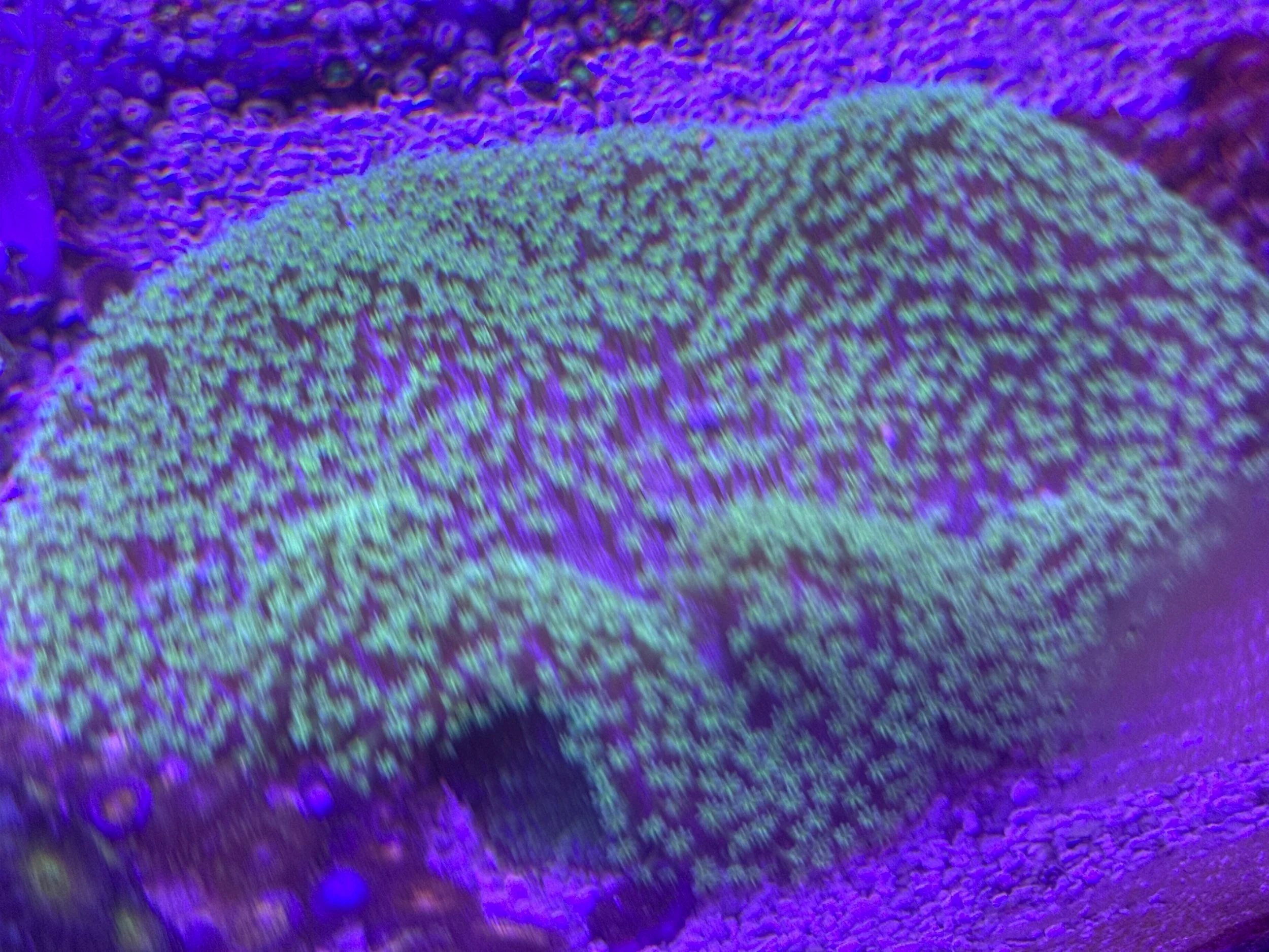 Extra Large neon umbrella coral WYSIWYG