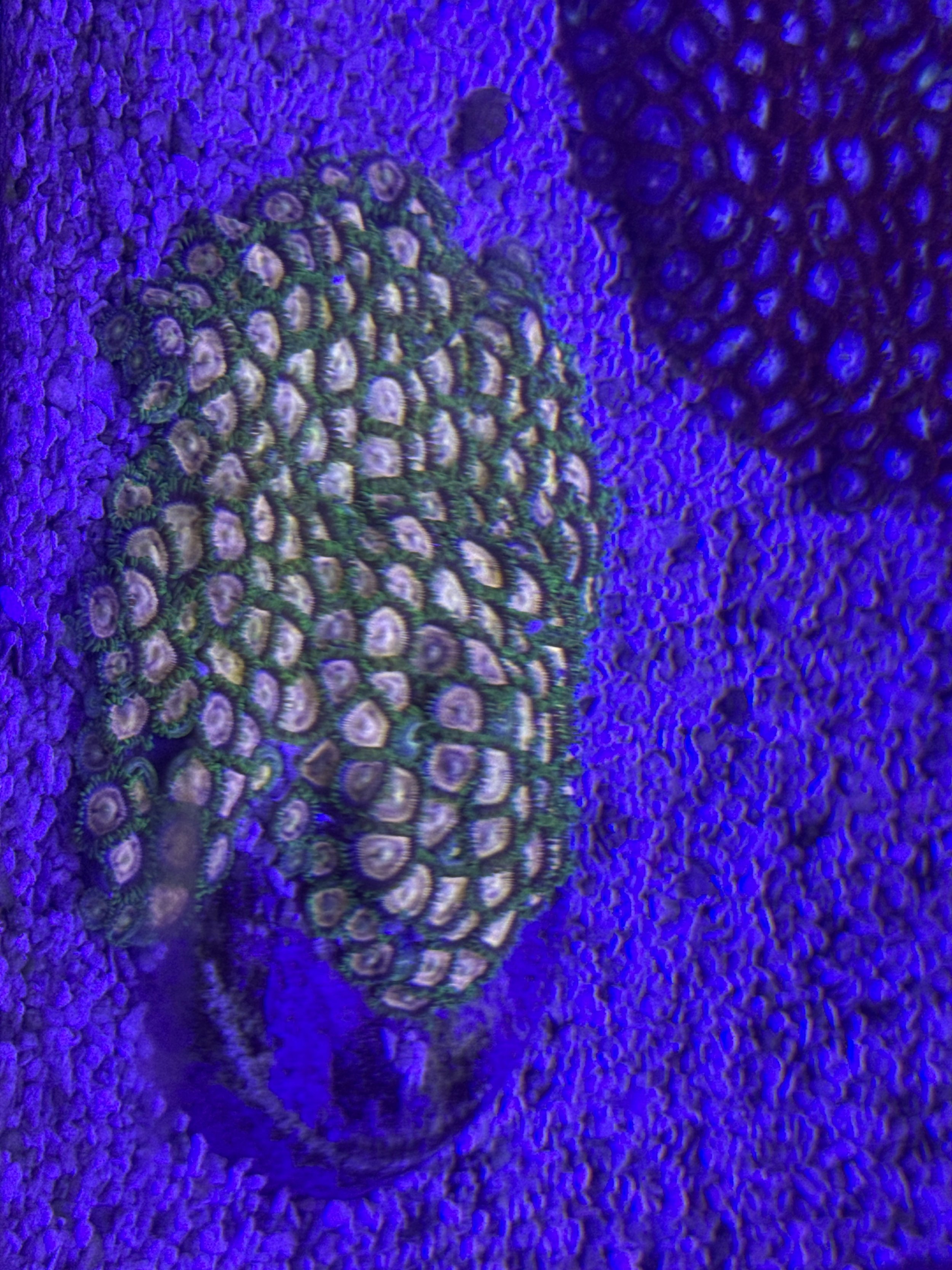 Lazer Lemons Zoas Colony WYSIWYG