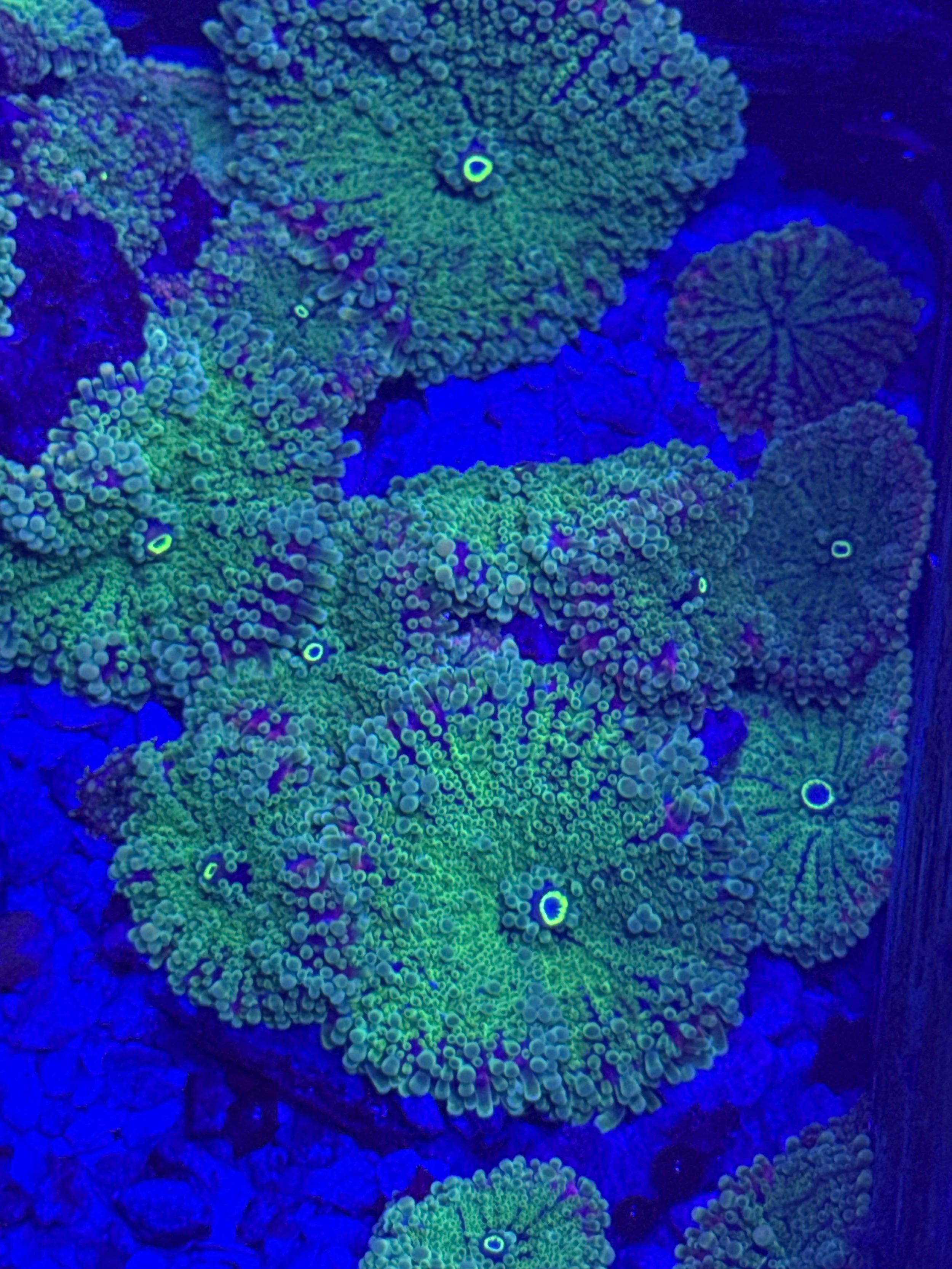 Blue/Green Rhodactis Mushroom