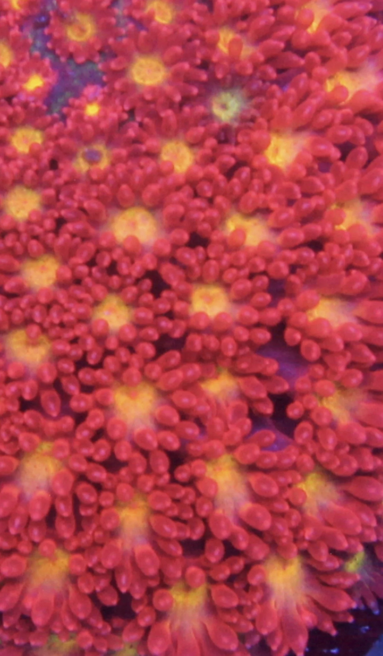 Short tenacle gonipora