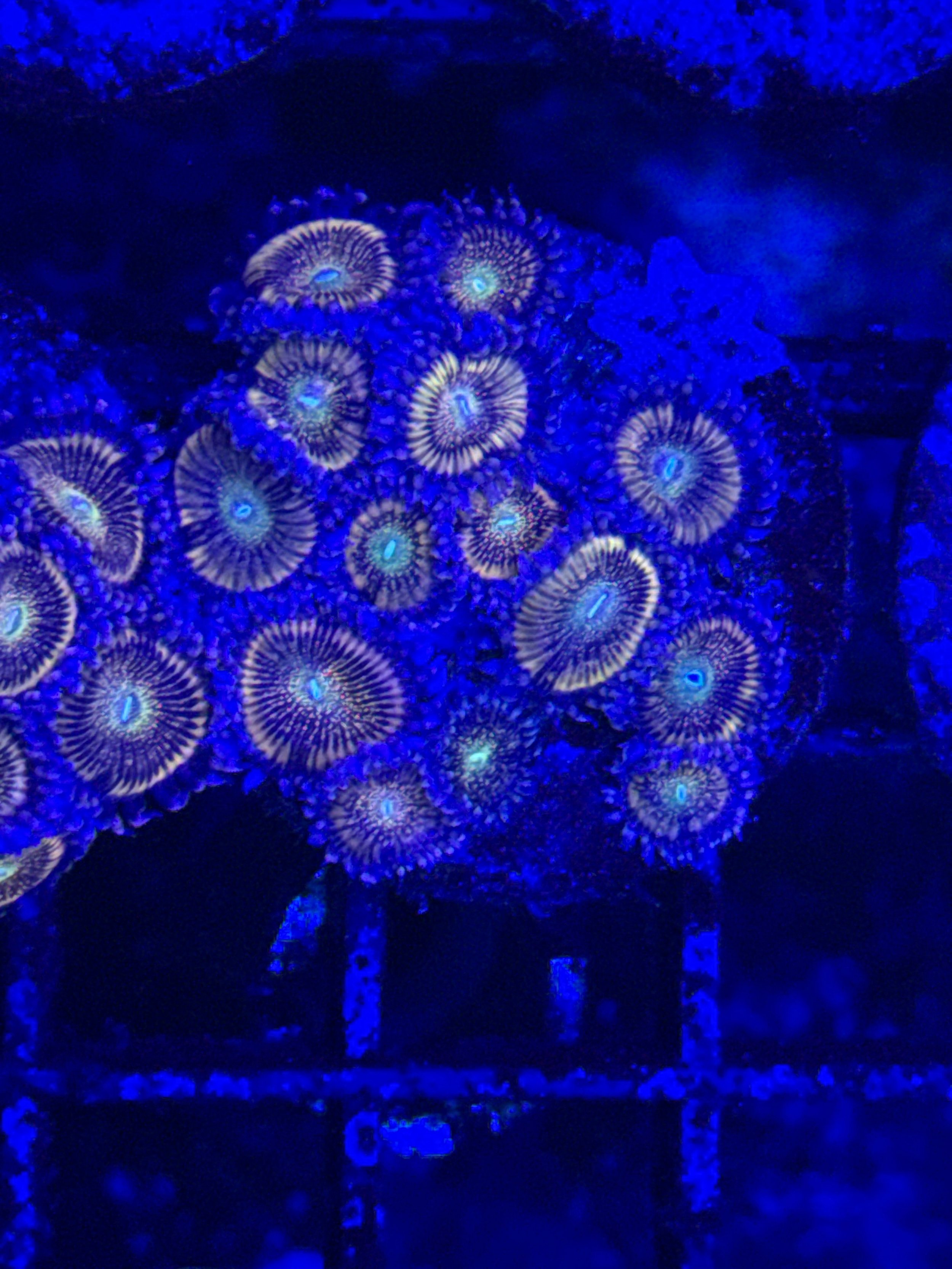 unnamed  zoa