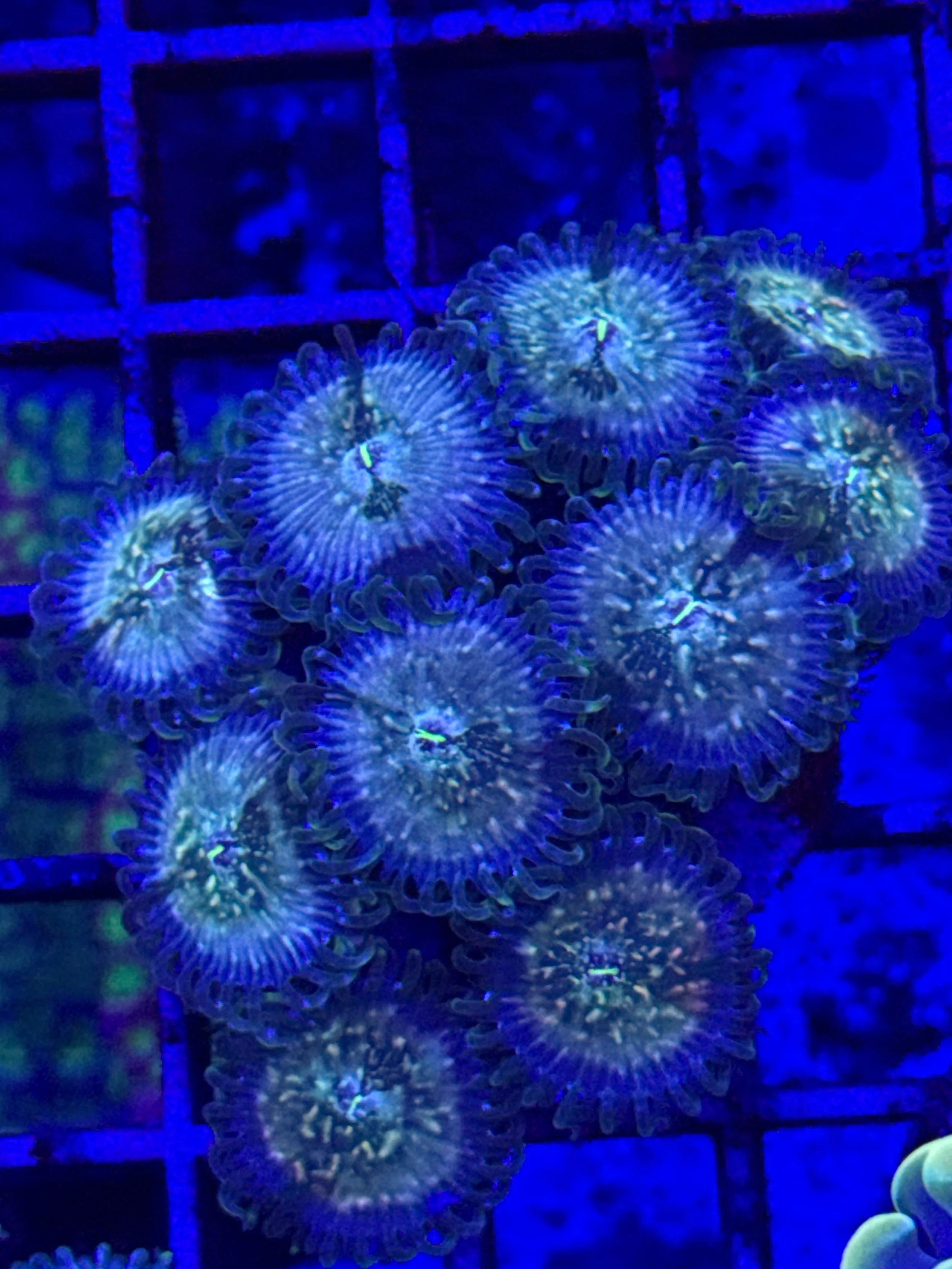 Hawaiian Ding Dang zoas WYSIWYG