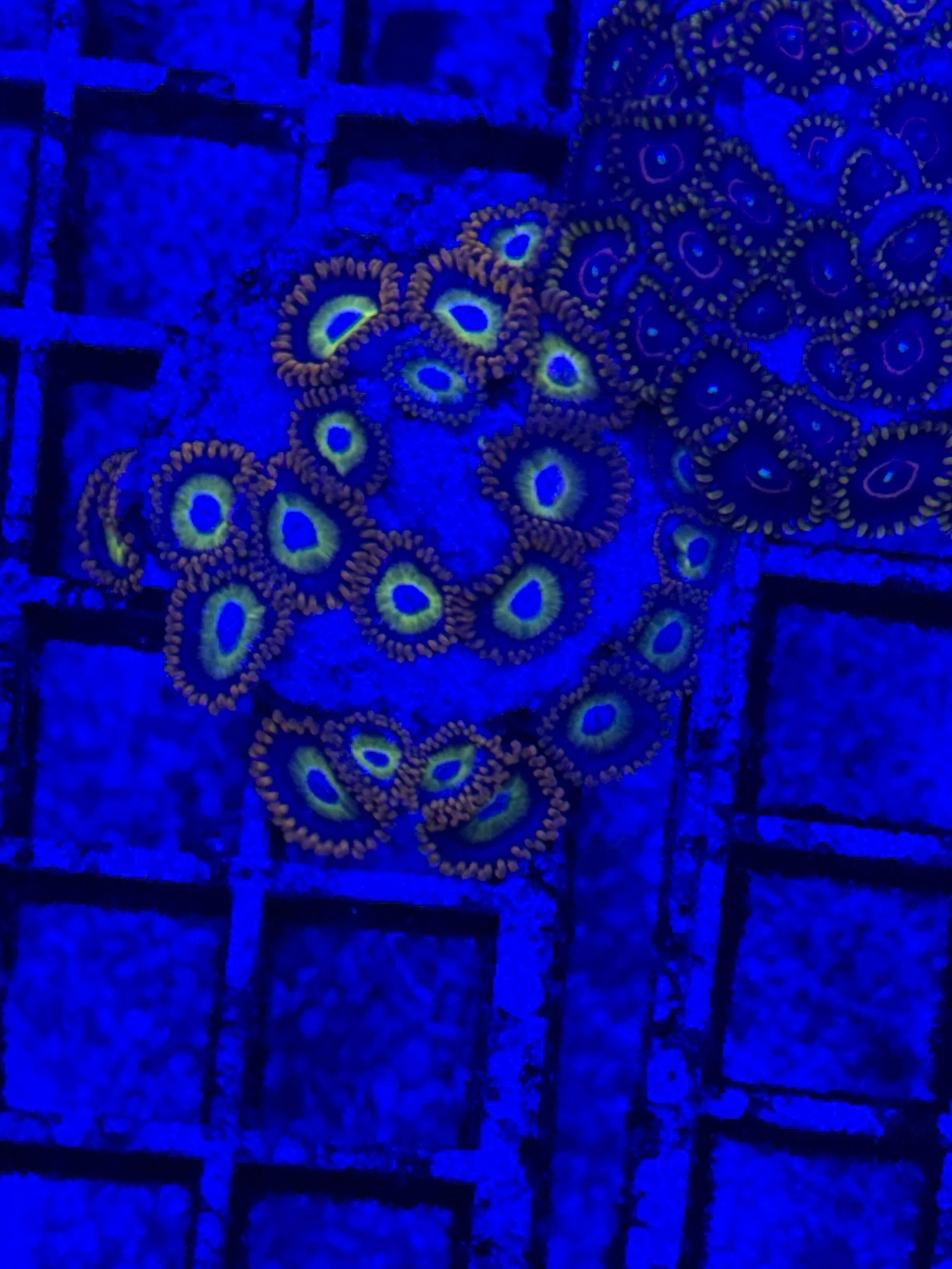 Blue Eyed Blondes WYSIWYG