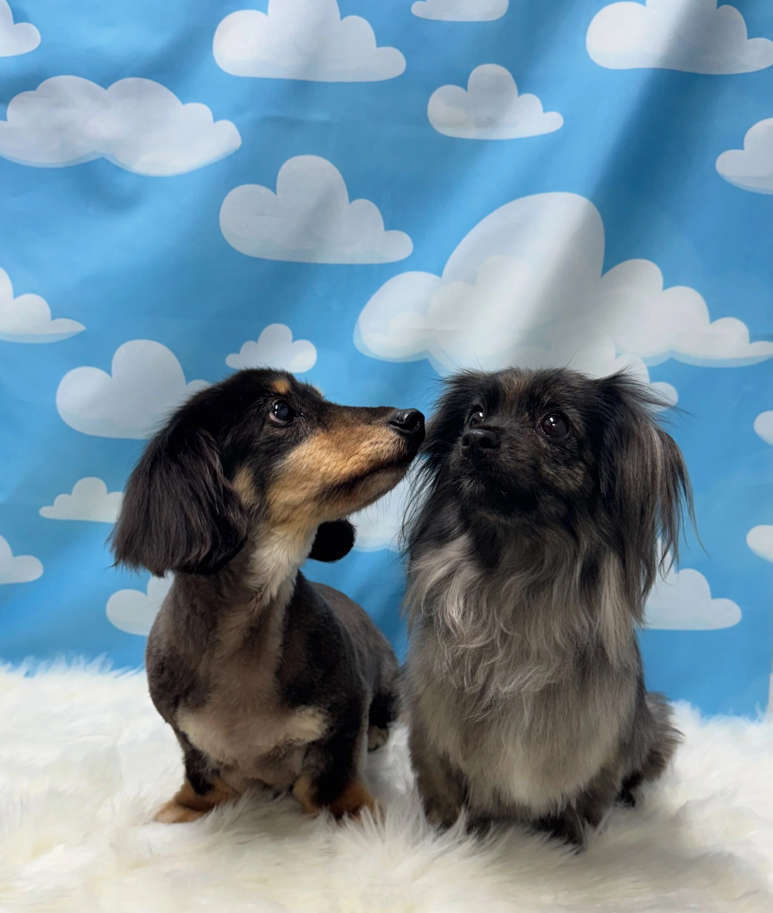 Bath and Brush (Short Coat Breeds)