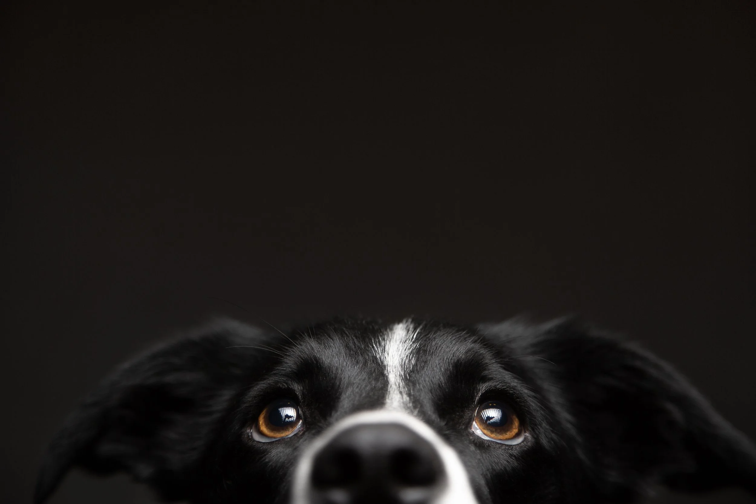 Close-up of a black and white dog's face with amber eyes, looking upward against a dark background.