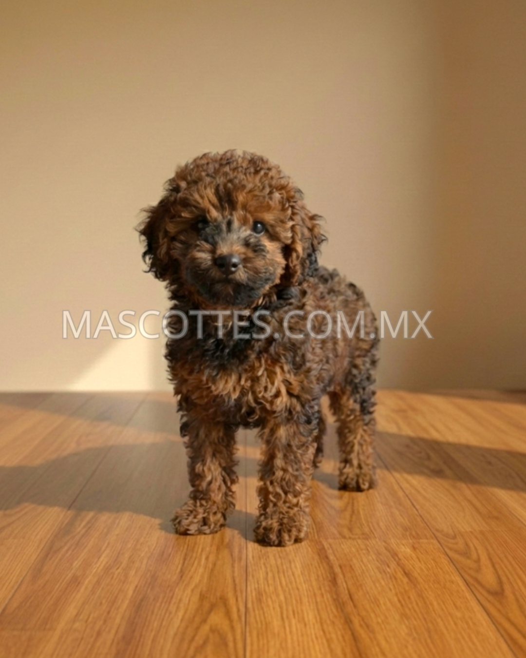 Mini Golden Doodle (No Disponible)