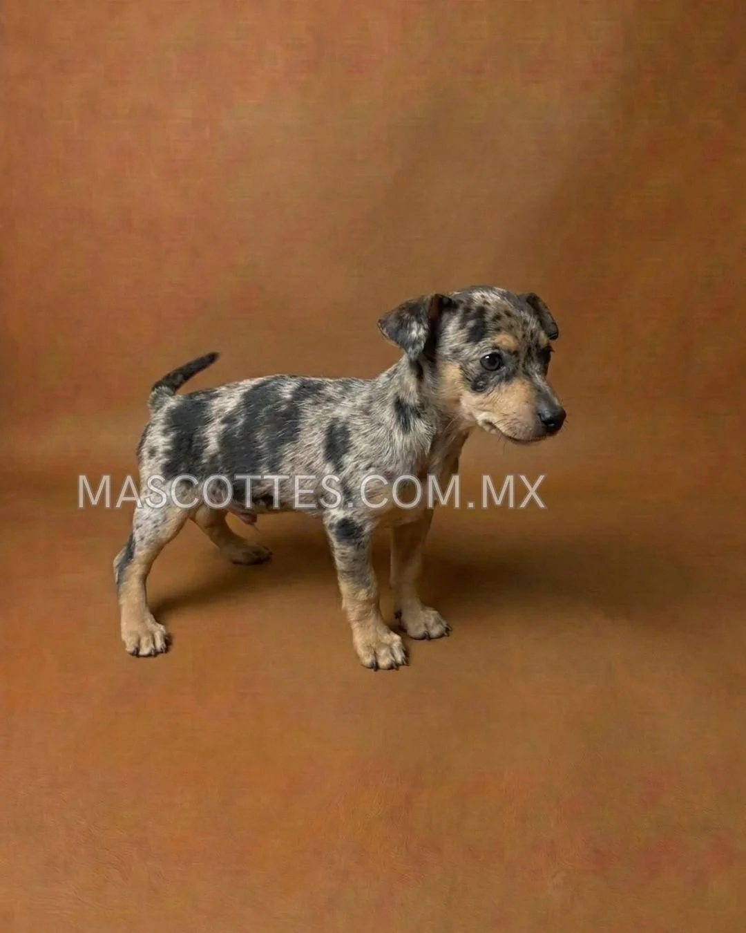 Chihuahua (No Disponible)