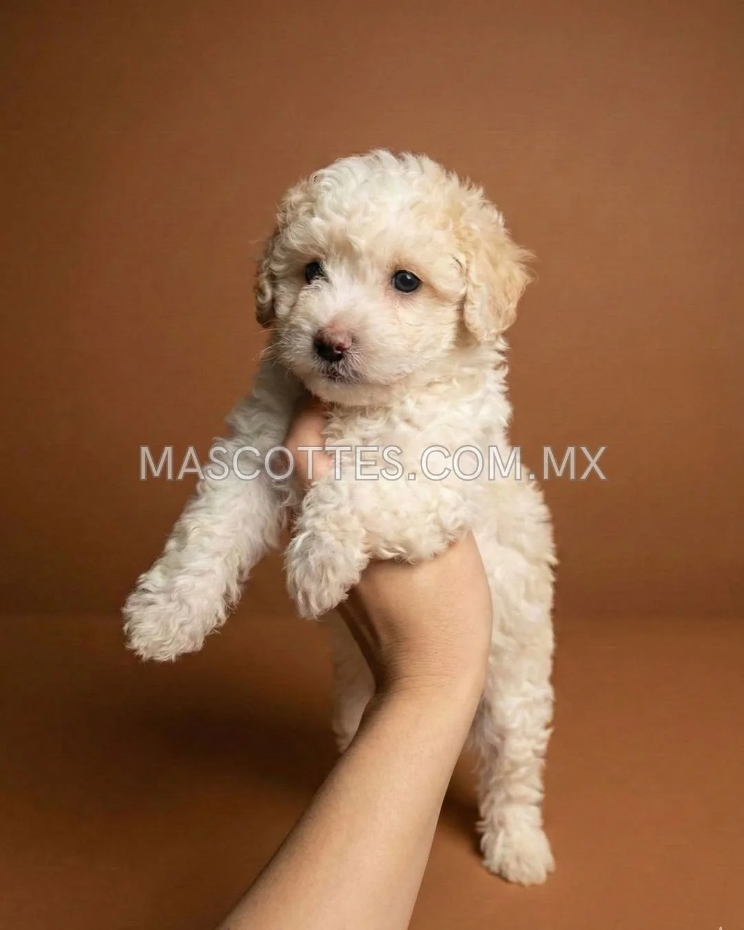 Mini Golden Doodle (Tl)