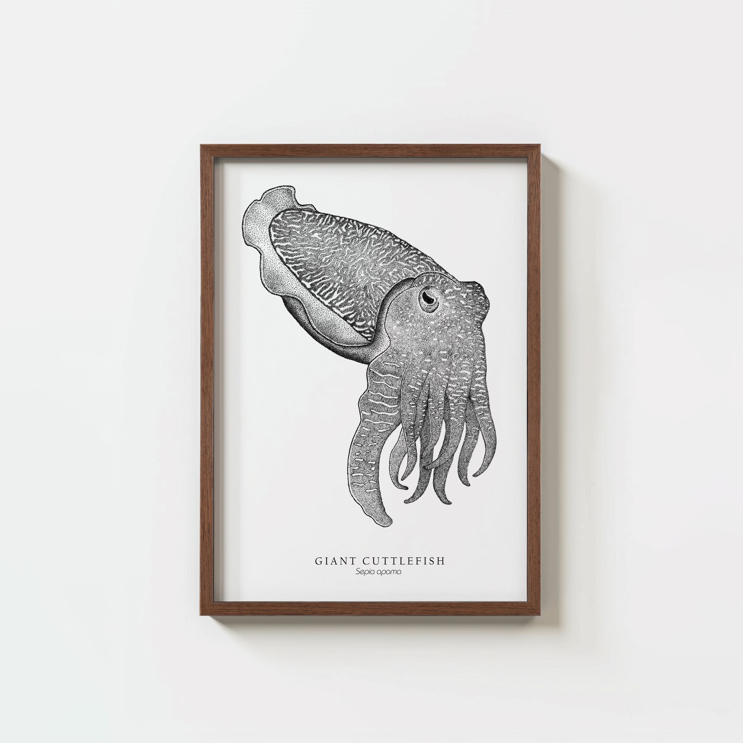 Giant Cuttlefish