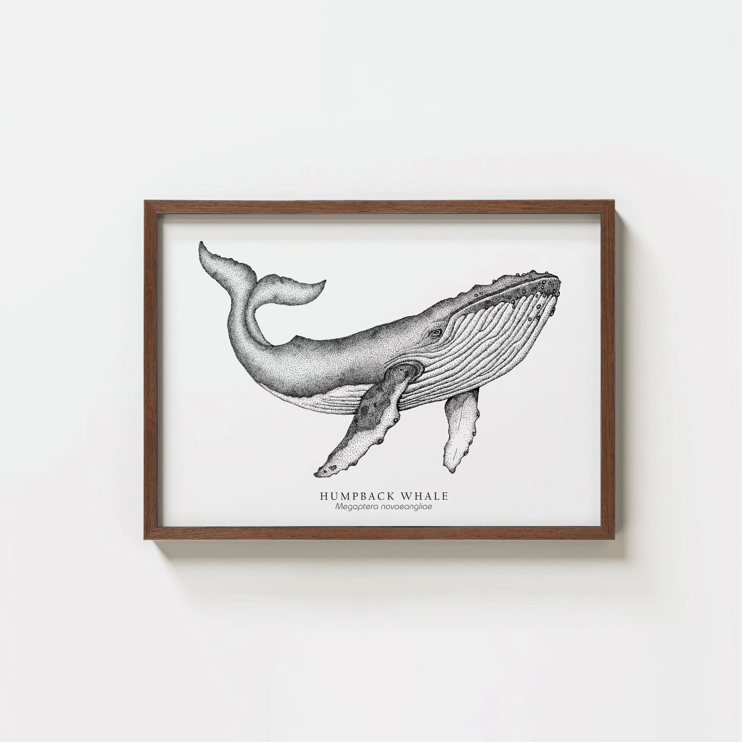 Humpback Whale
