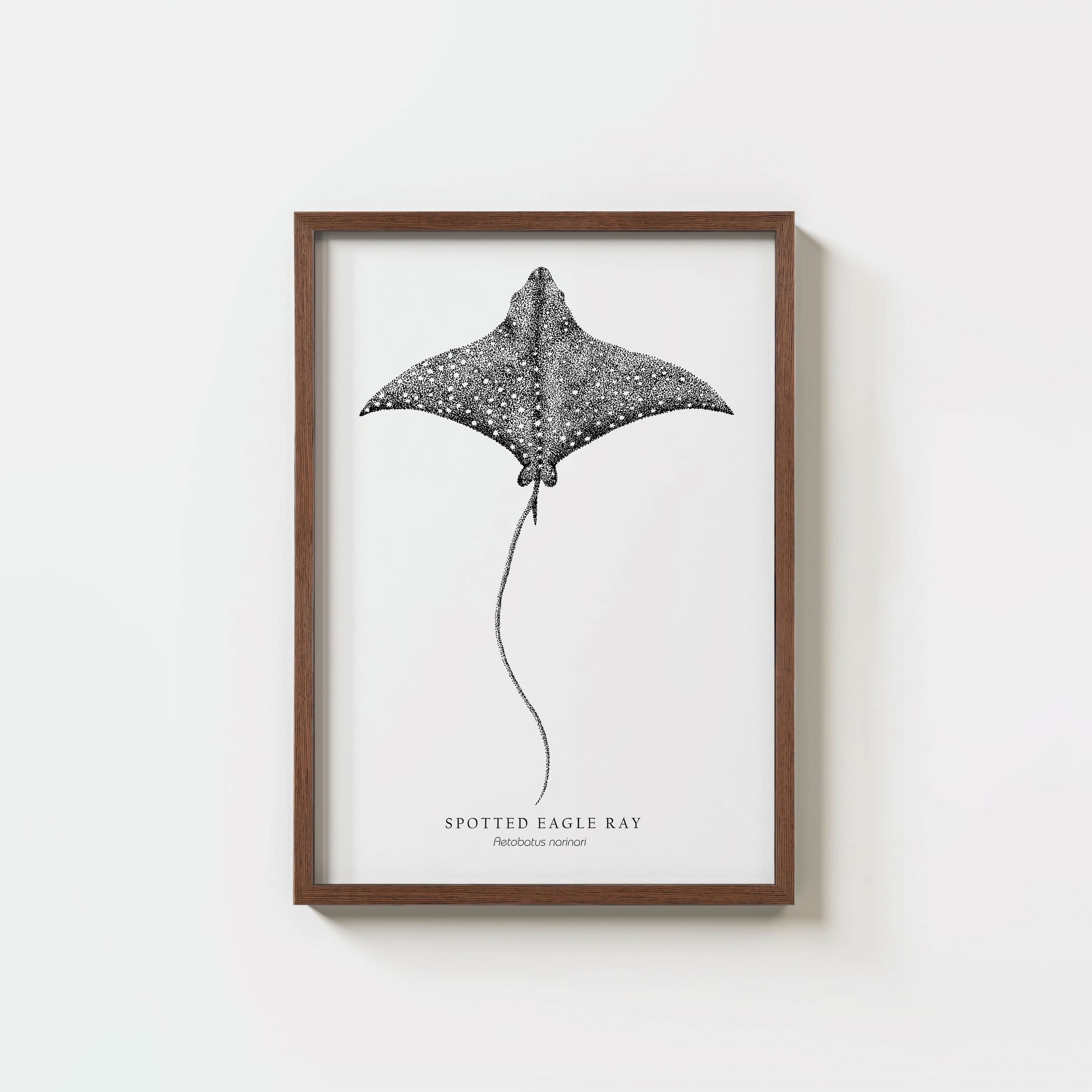 Spotted Eagle Ray