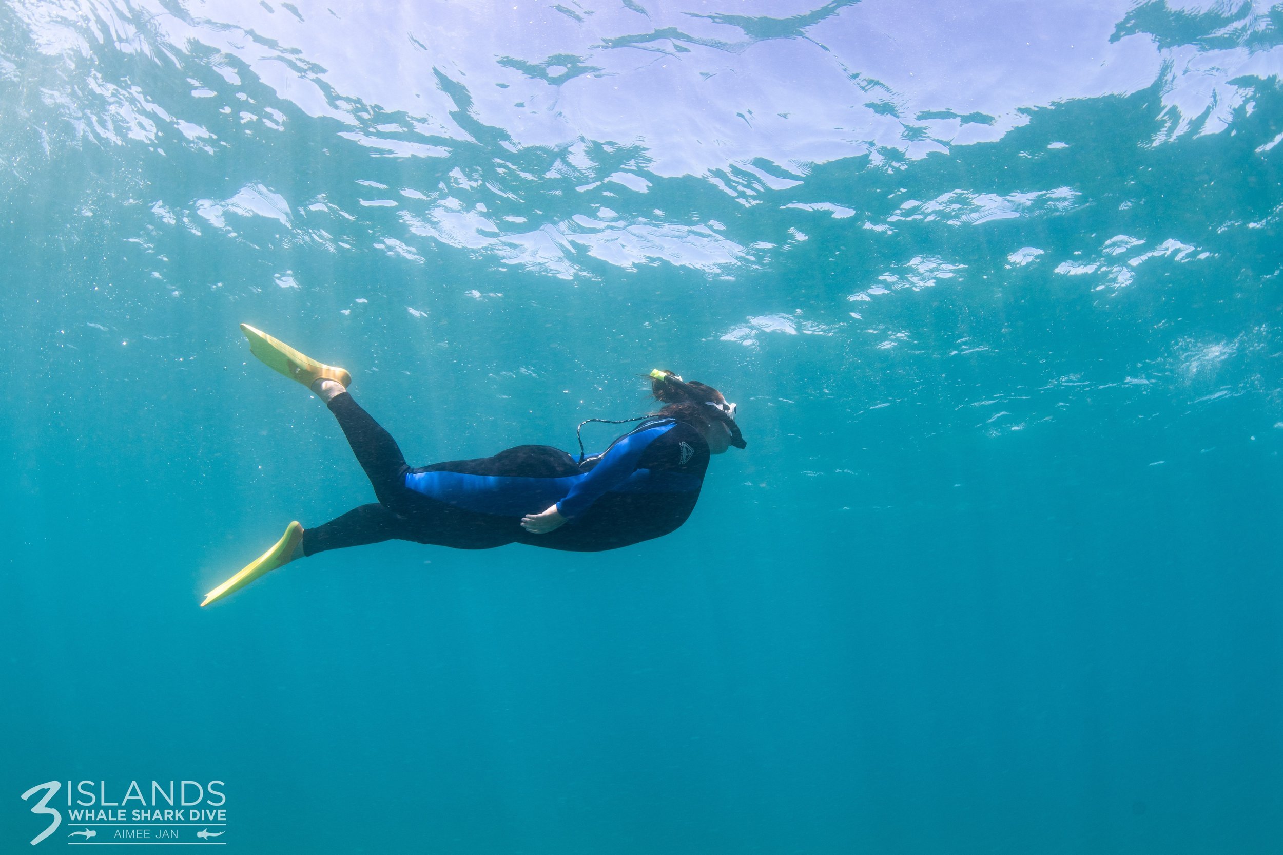 A person in a wetsuit and fins snorkeling underwater near the ocean surface, with the logo '3 Islands Whale Shark Dive' in the corner.