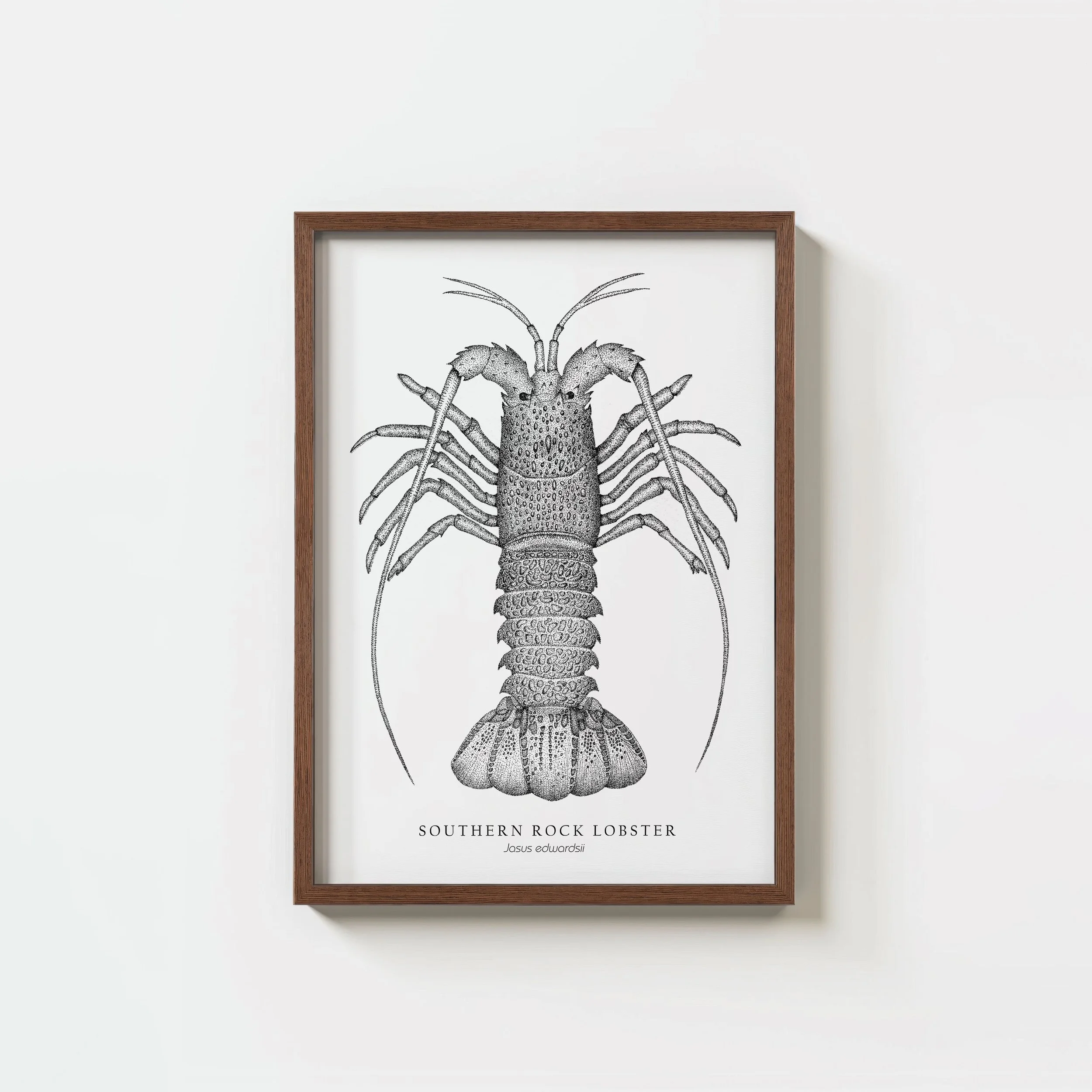 Southern Rock Lobster