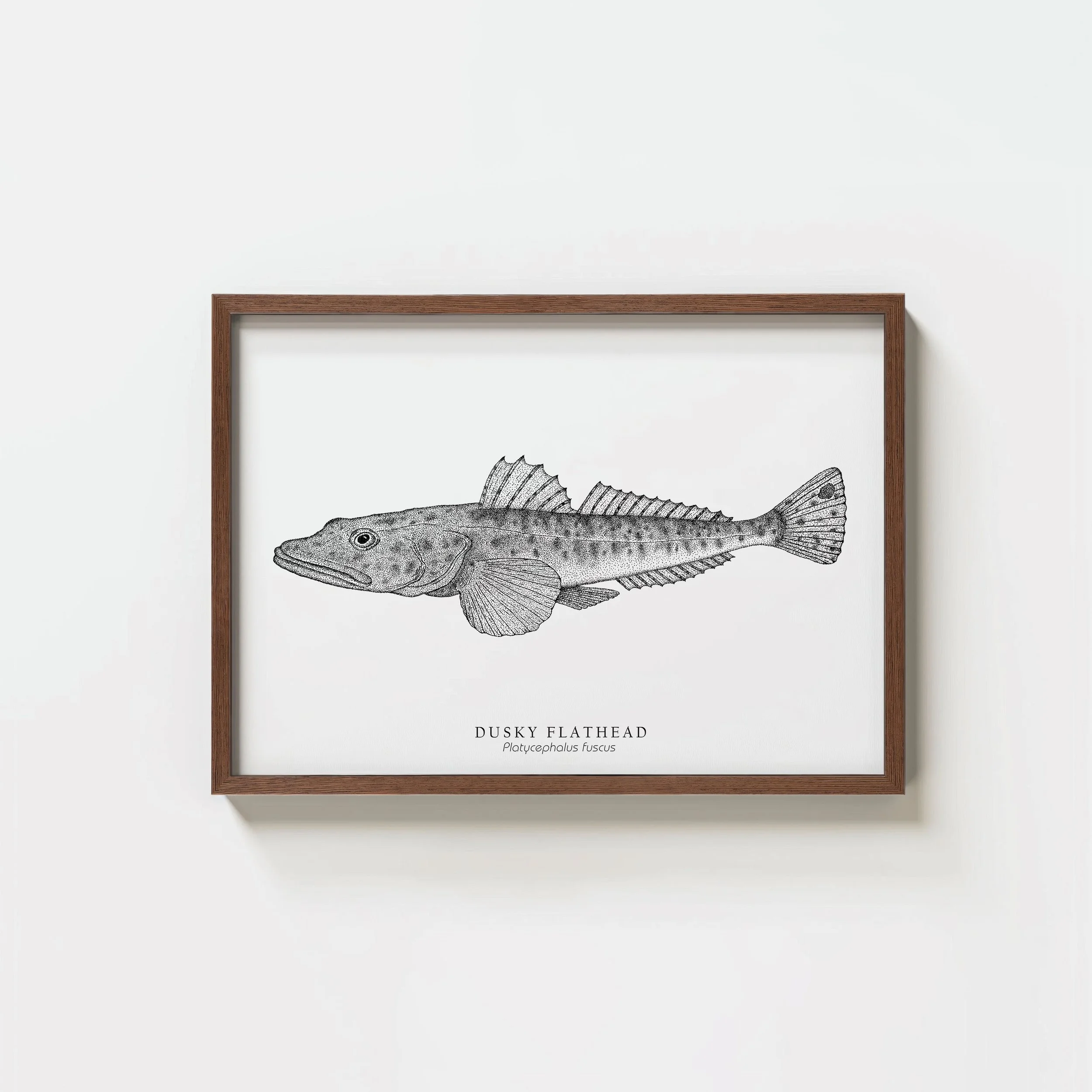 Dusky Flathead