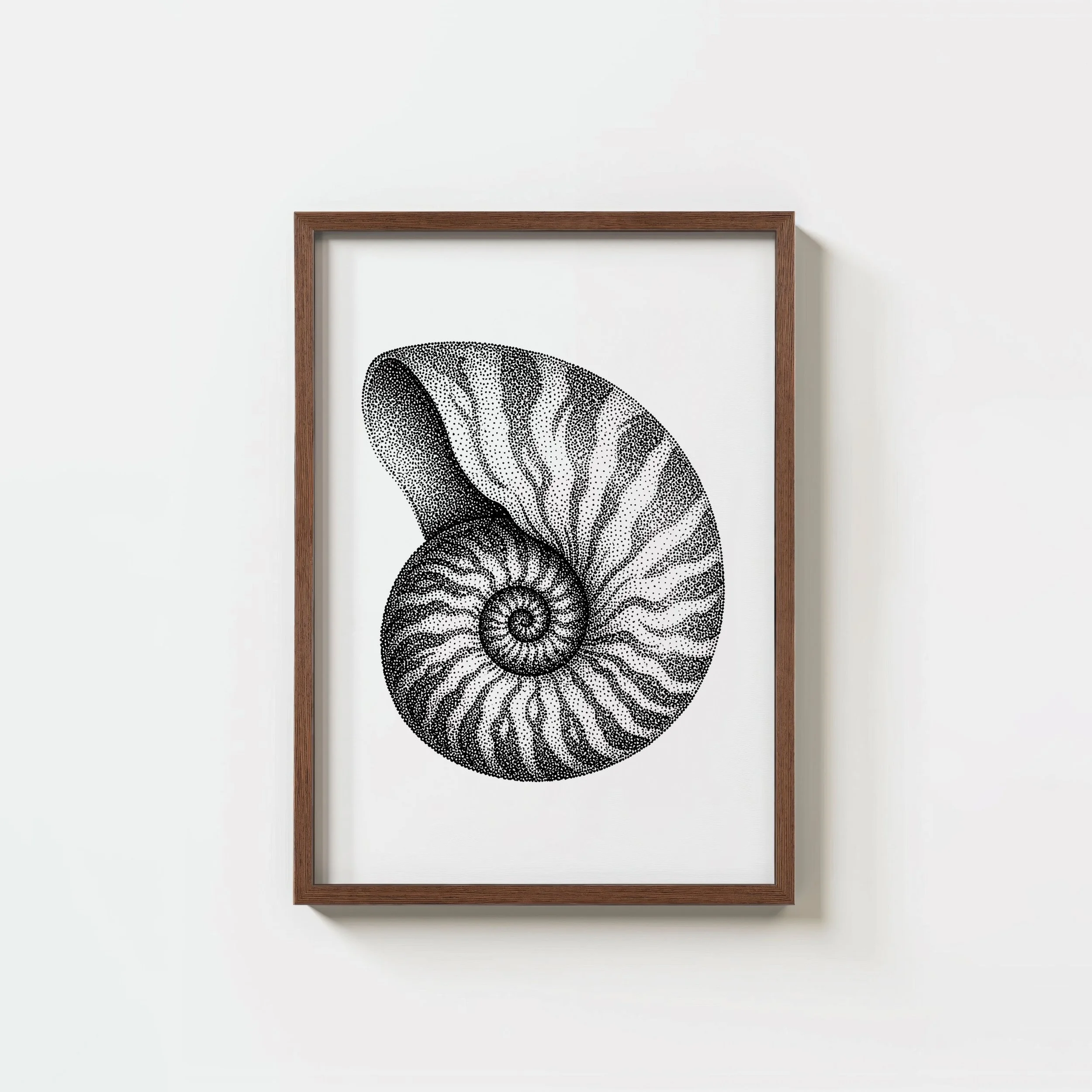 Nautilus shell
