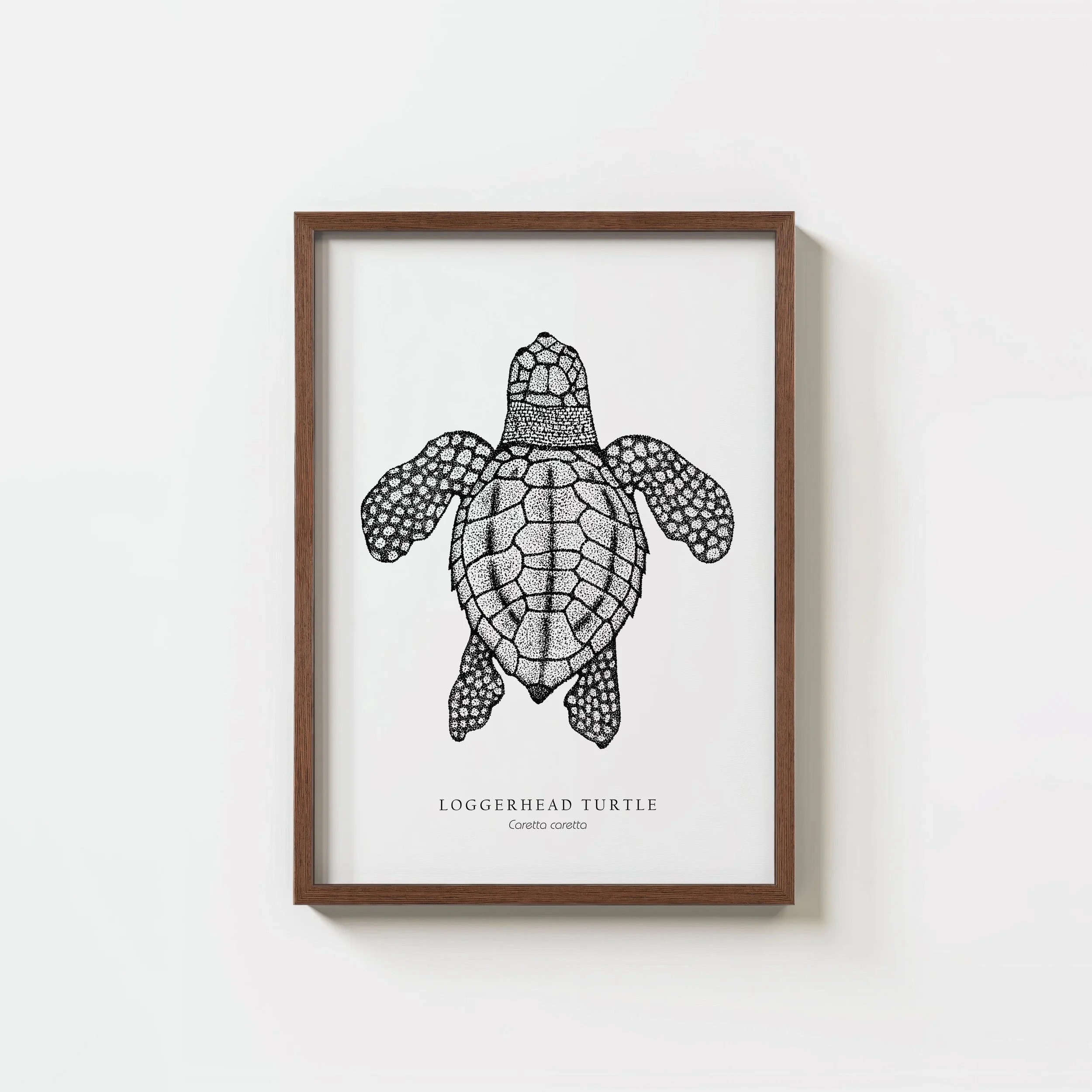 Loggerhead Turtle