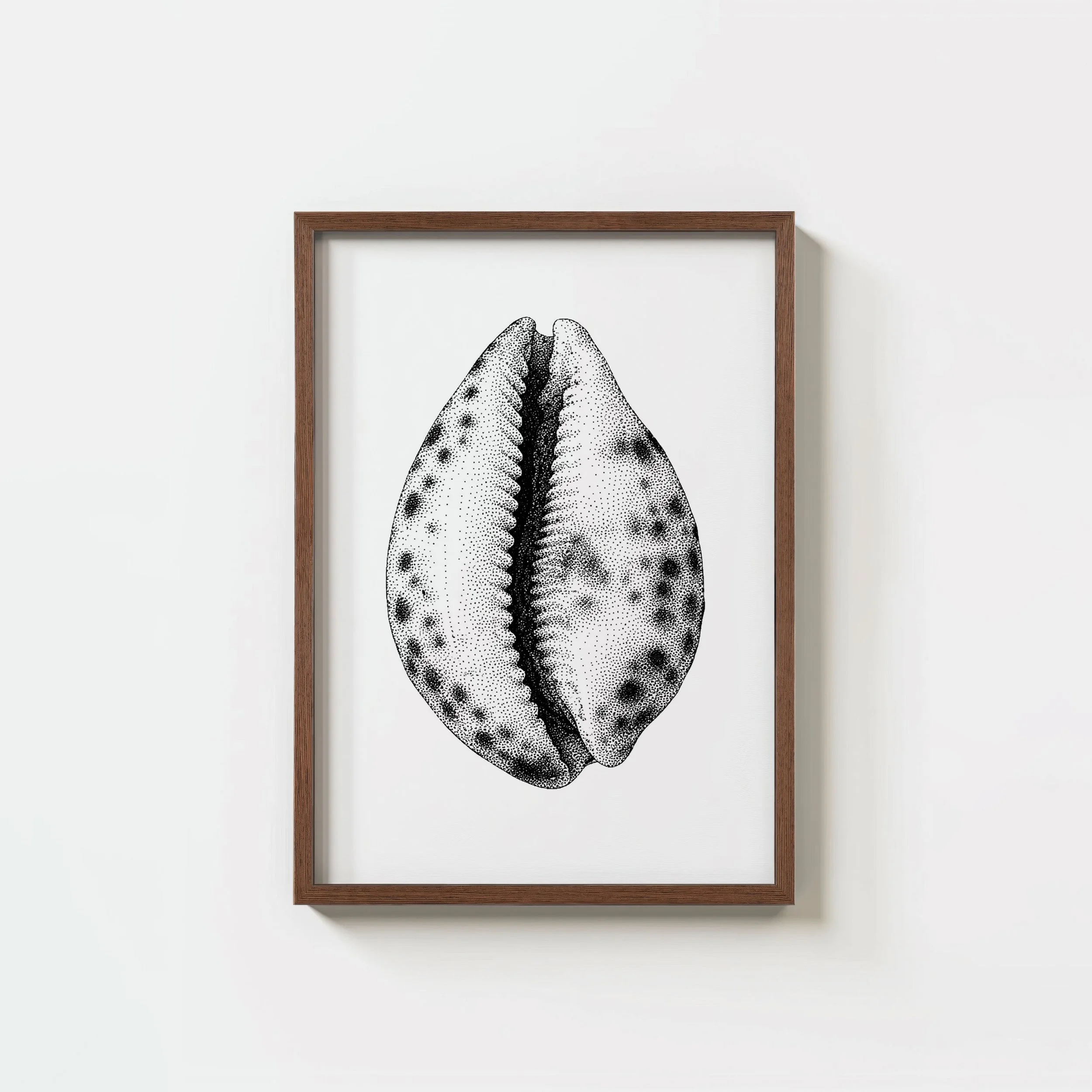 Cowrie Shell