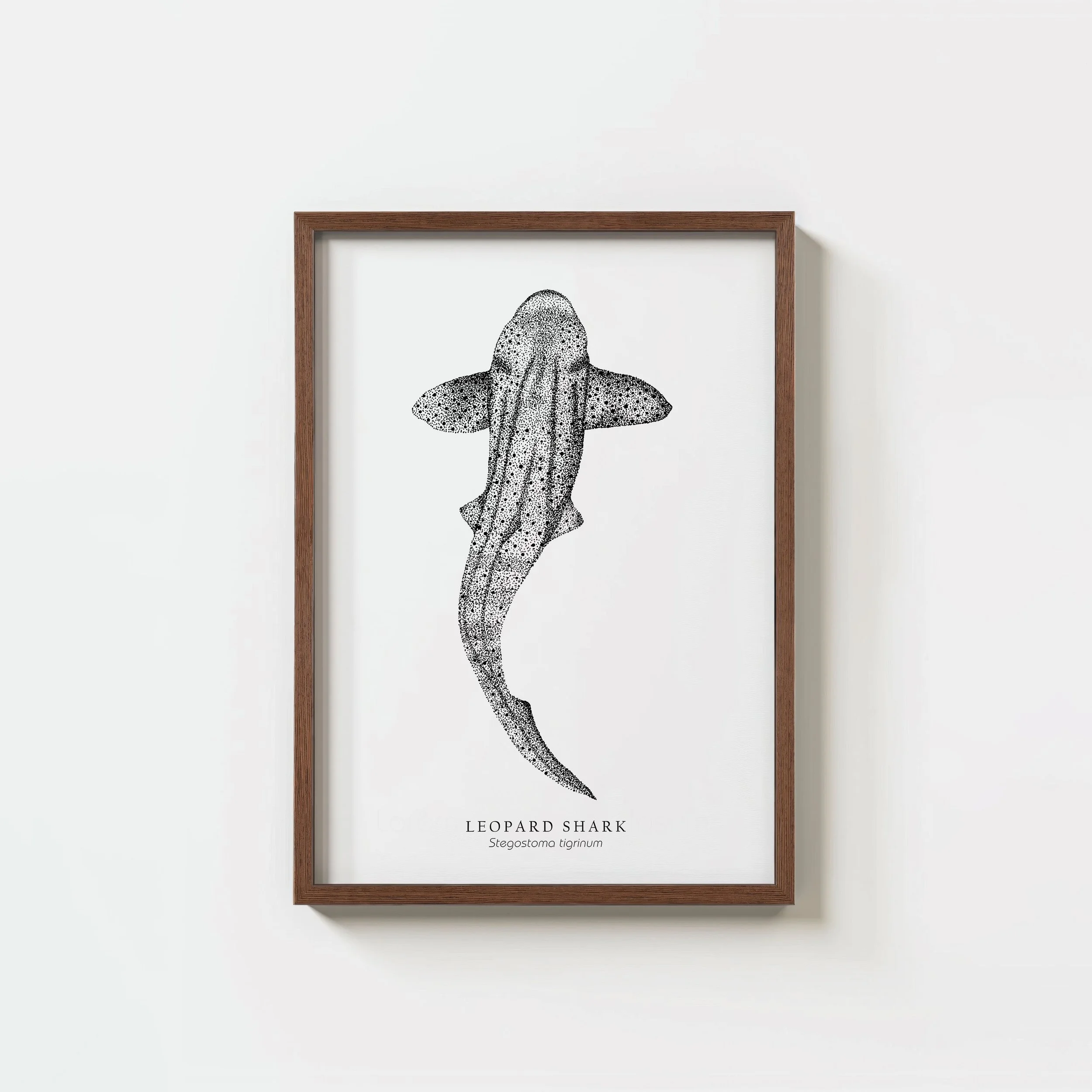 Leopard Shark