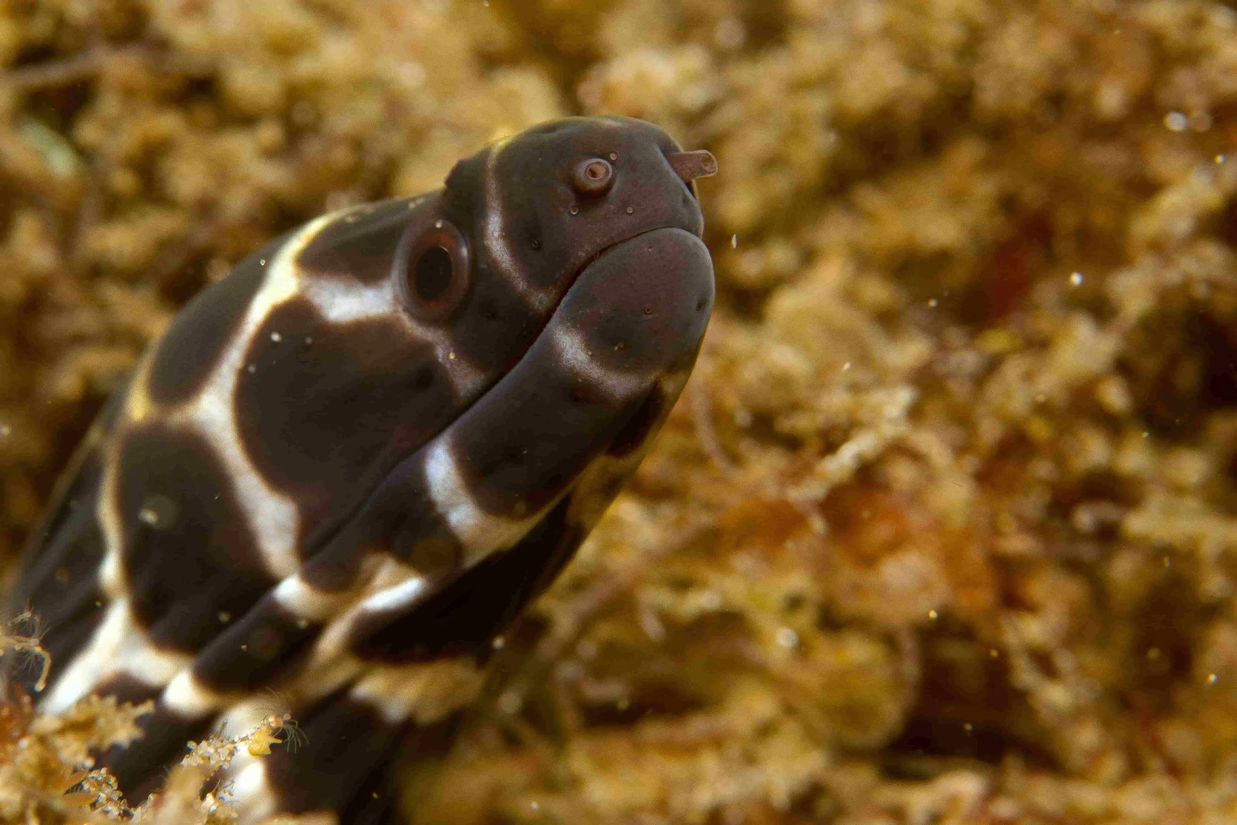 Close up of a moray eel peering from a reef crevice at Cook Island Marine Reserve