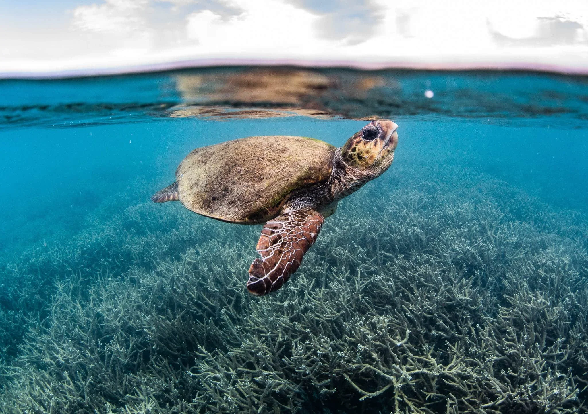 Loggerhead turtle swimming to the surface at Cook Island Marine Reserve Gold Coast