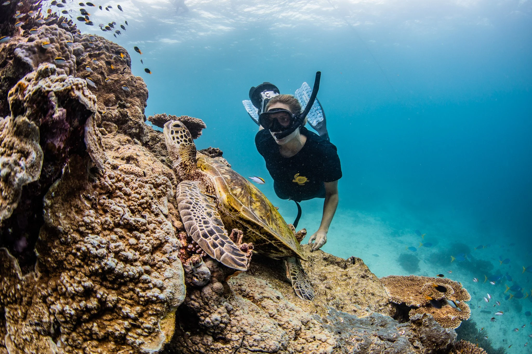 A person in scuba gear underwater near a coral reef, holding a large sea turtle on the reef.