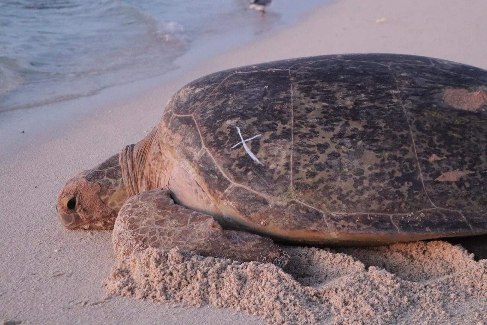 A sea turtle resting on sandy beach with ocean waves in the background.