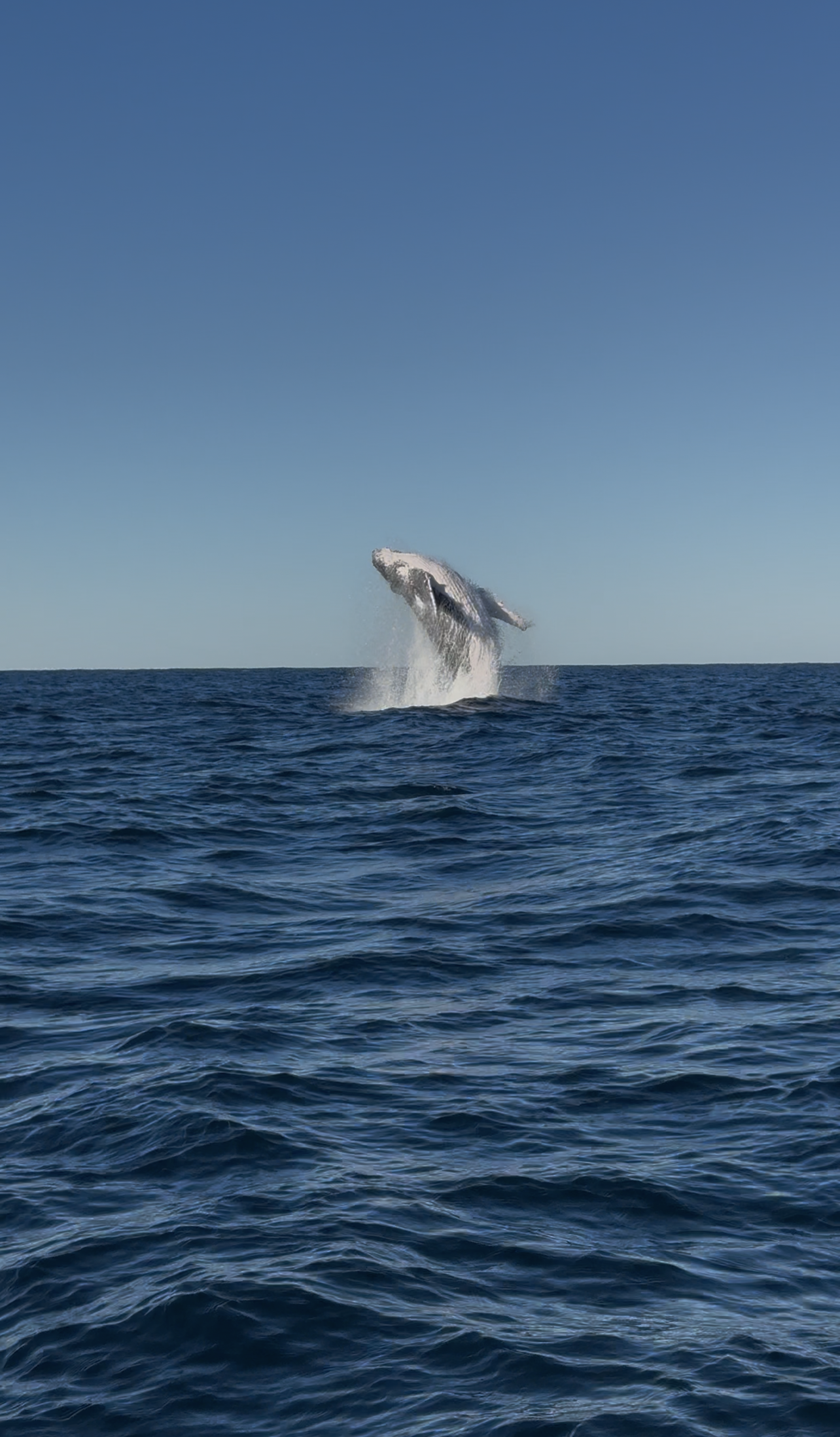 Whale Season at Cook Island: What to Expect on the Gold Coast's Humpback Highway (May-November)