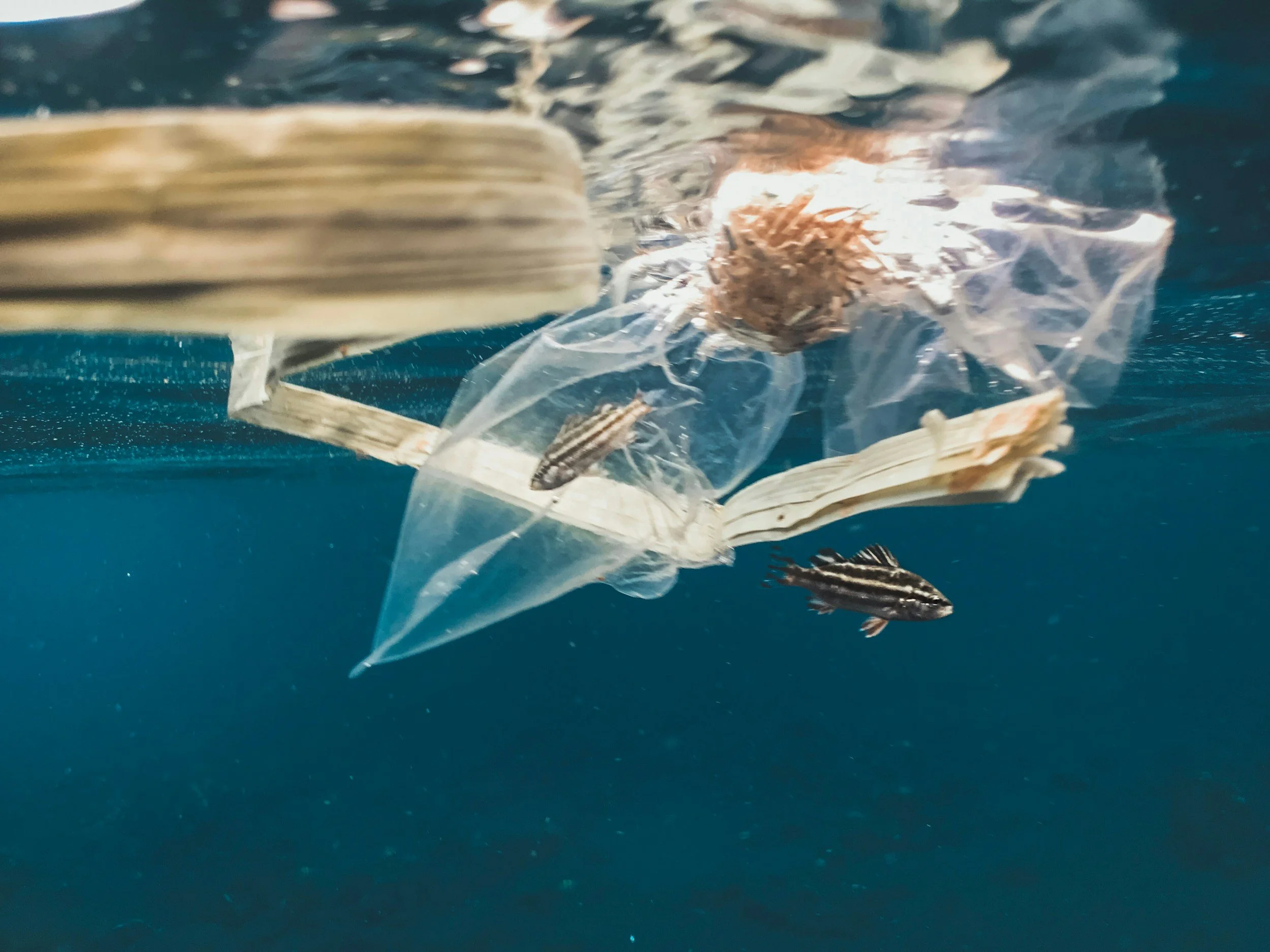pollution on ocean surface with fish swimming around it