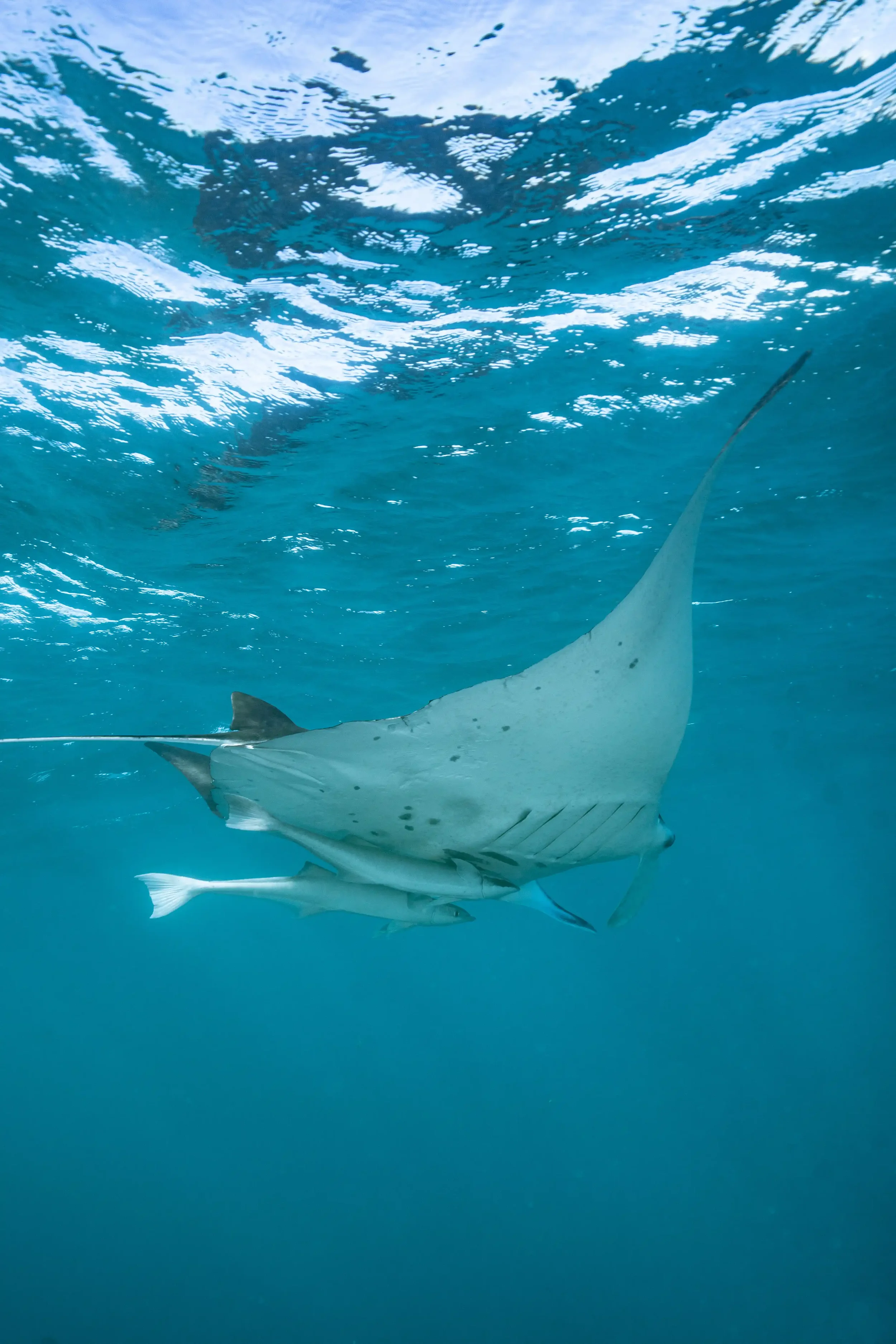 Manta ray gliding through open water at Cook Island Marine Reserve Gold Coast