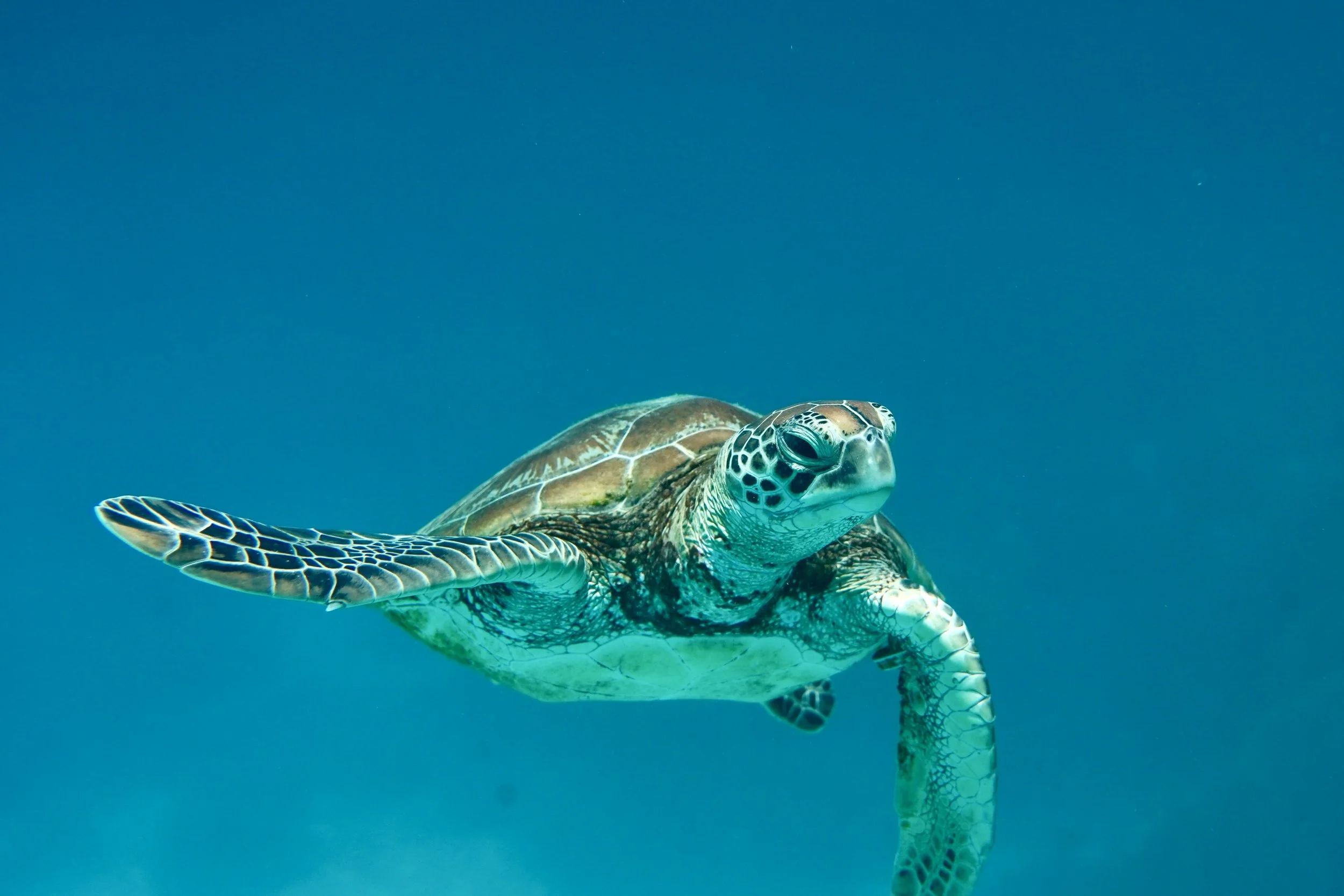 snorkel gold coast green turtle.JPG