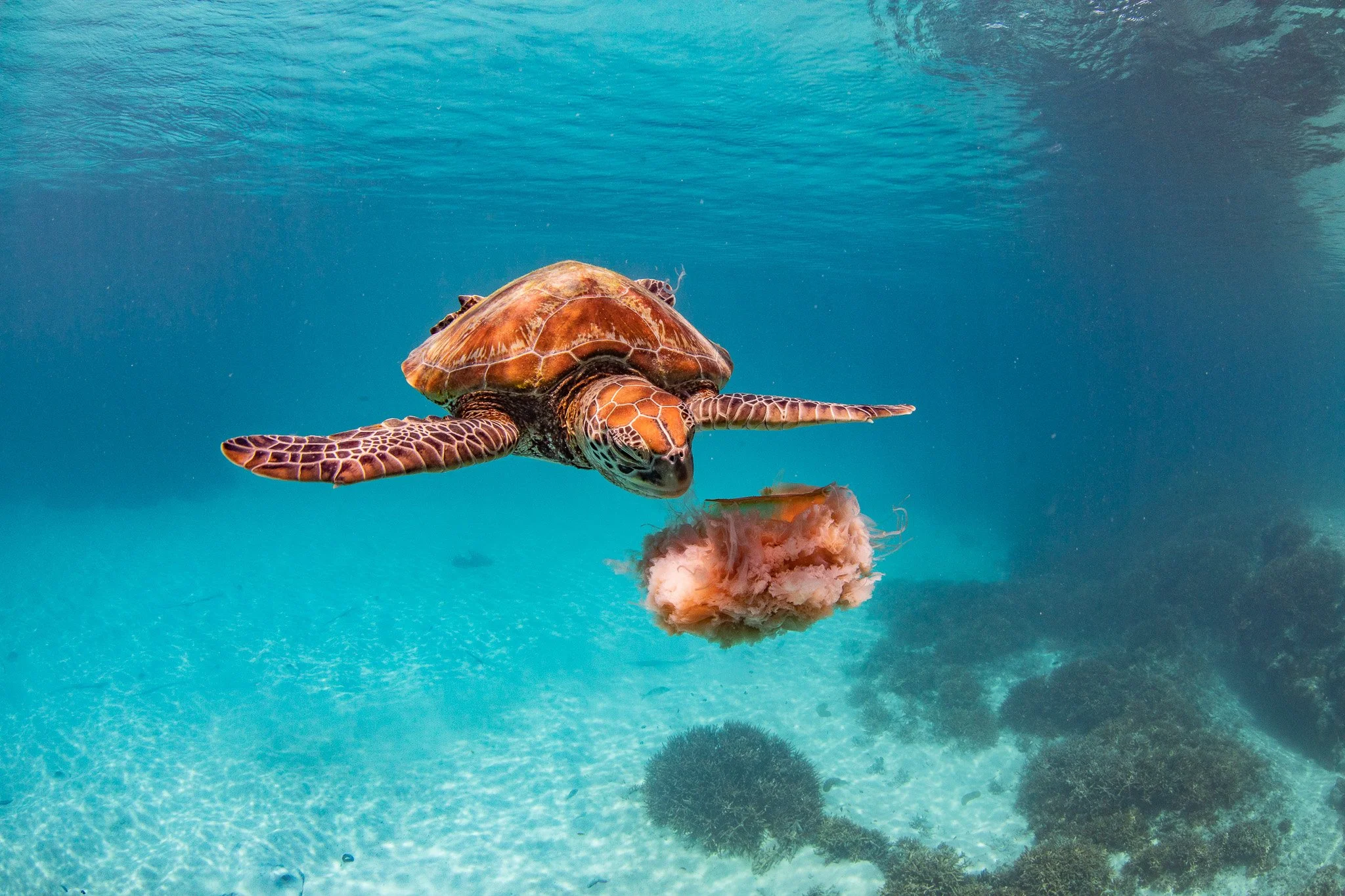 An underwater scene with a sea turtle swimming near a coral reef, holding a piece of coral in its mouth.