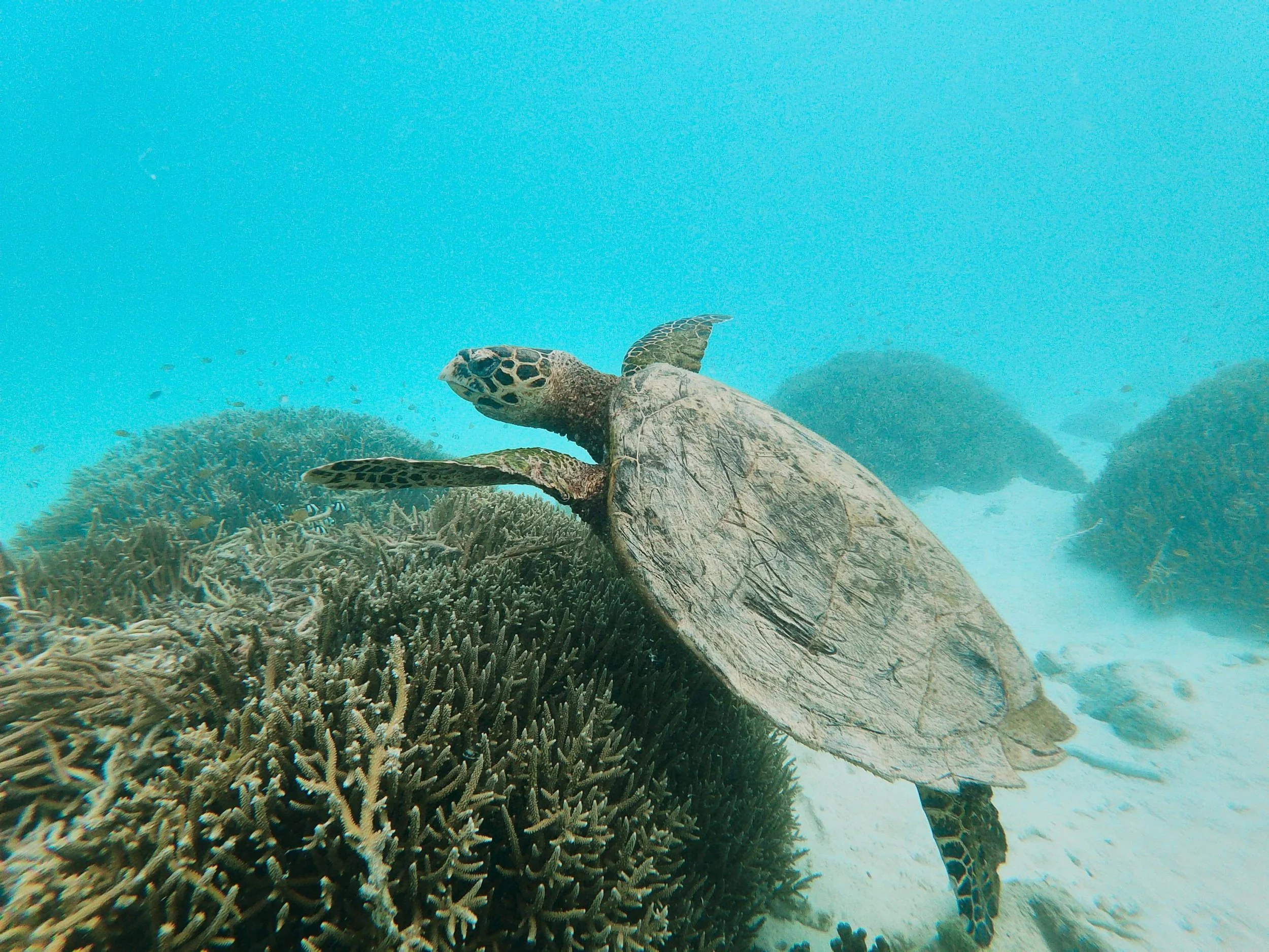 hawksbill turtle swimming along the bottom looking for food in clean water