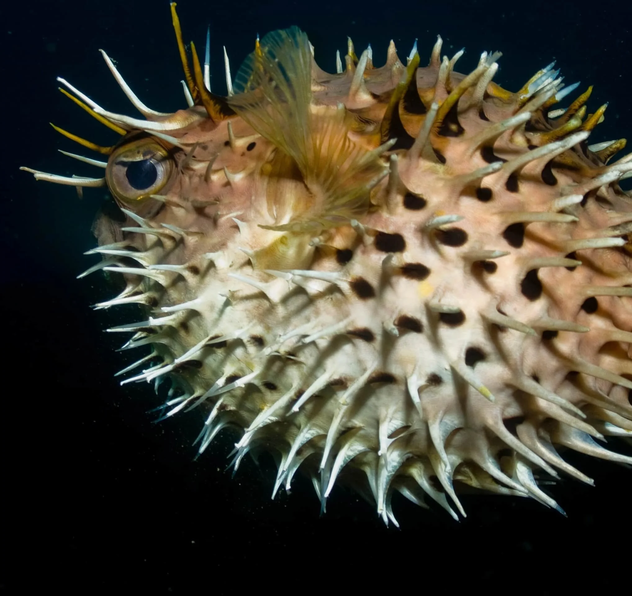 Pufferfish on the reef at Cook Island Marine Reserve Northern NSW