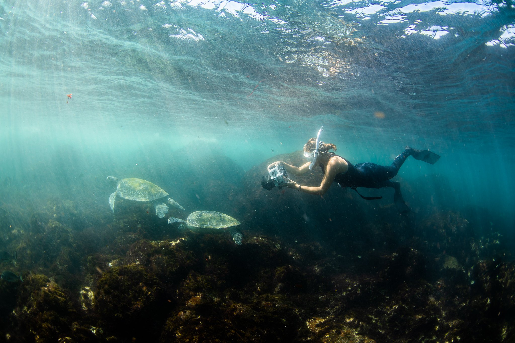 girl taking photos of green turtles at Cook Island  with a camera while snorkeling