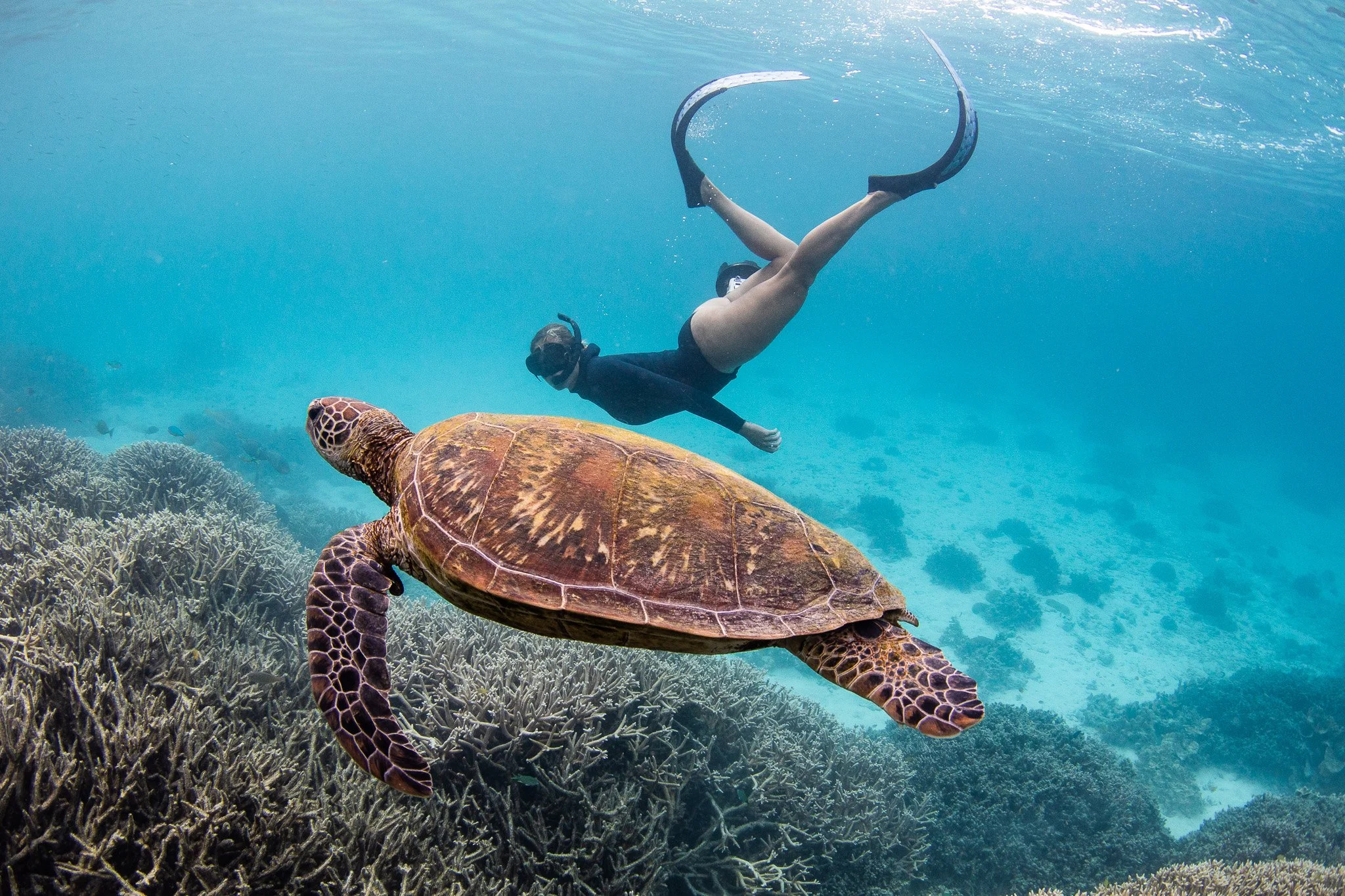 Person snorkeling underwater near a large sea turtle over coral reef.