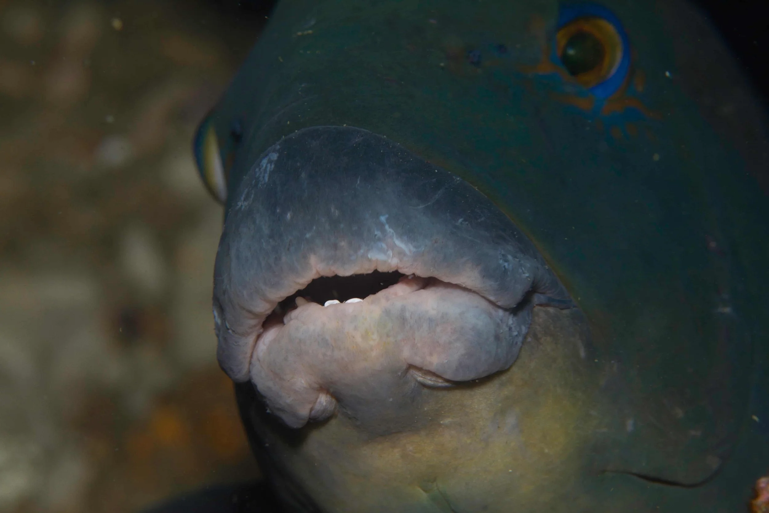 very closeup image of blue group at cook island reserve