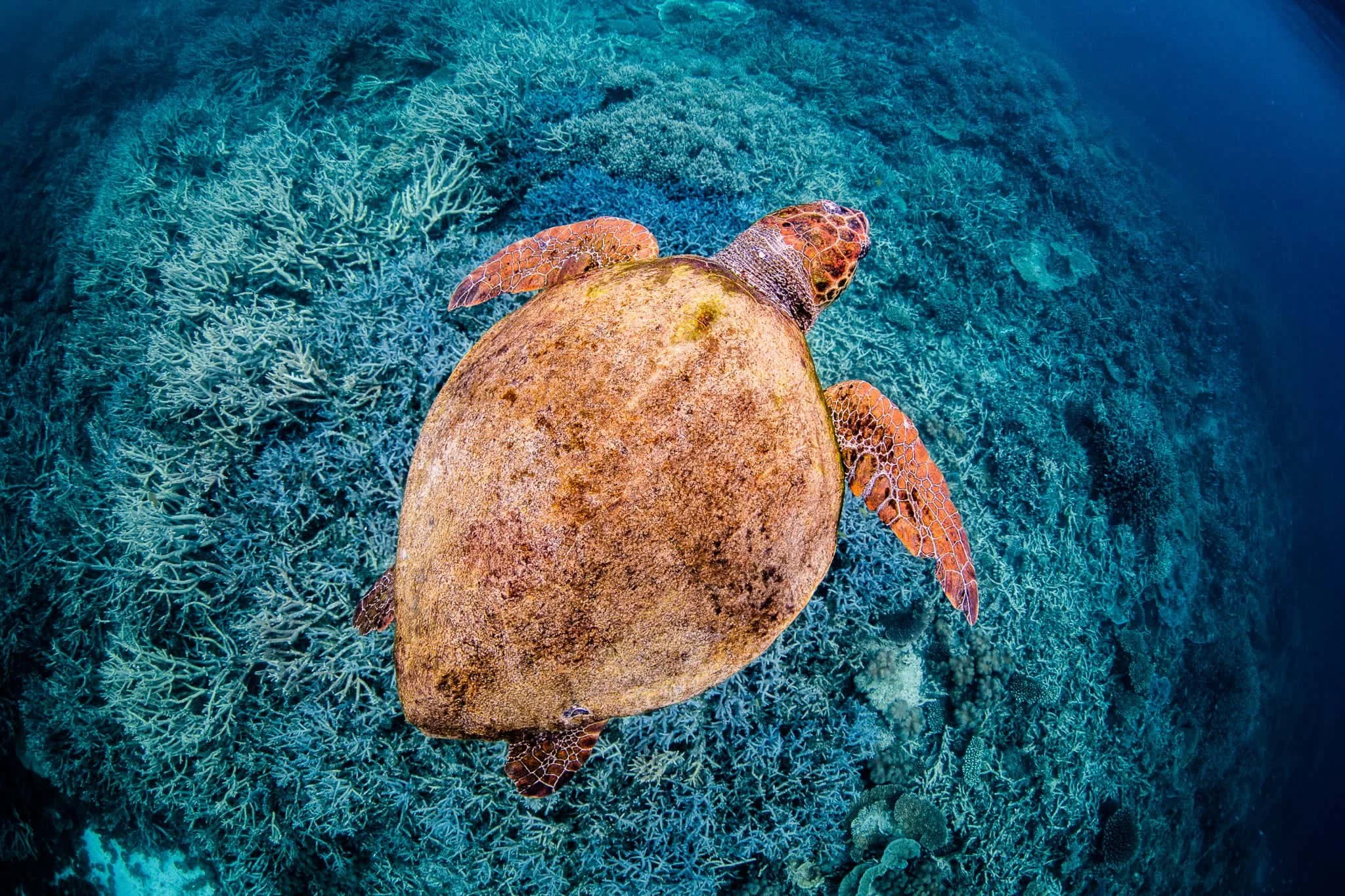 aerial view of a logger head turtle swimming along the bottom of the ocean