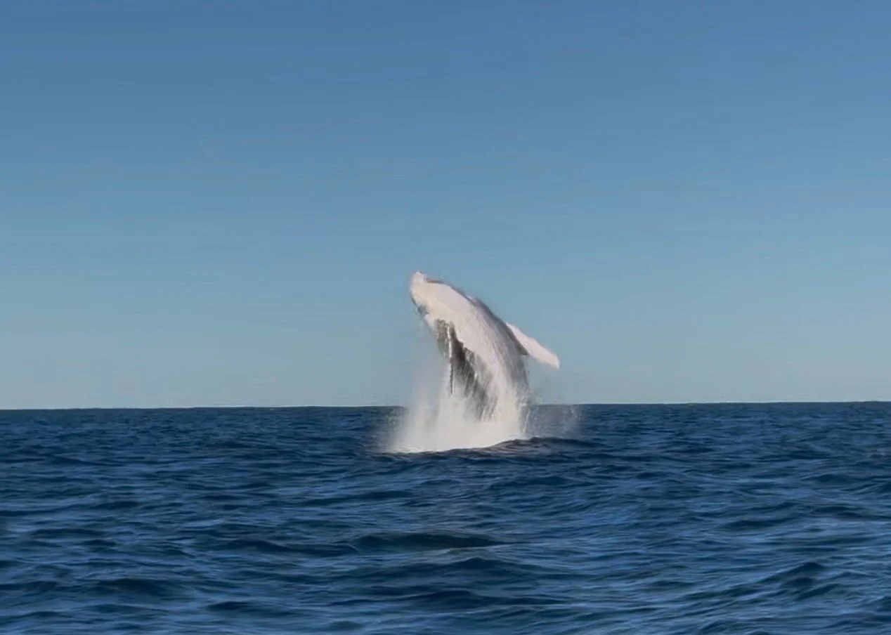 Humpback whale breaching out of the water off Fingal Head near Cook Island Marine Reserve