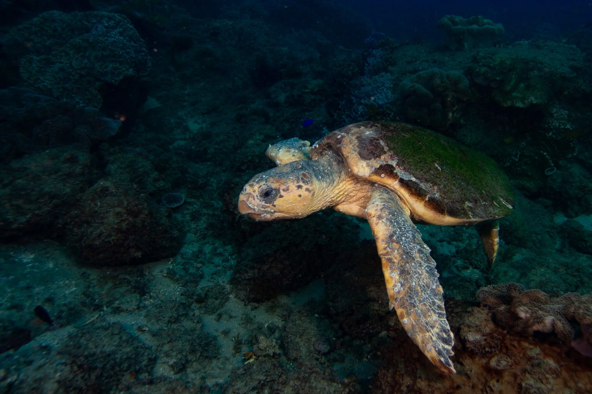 Our Resident loggerhead sighted on the 28.2.26
