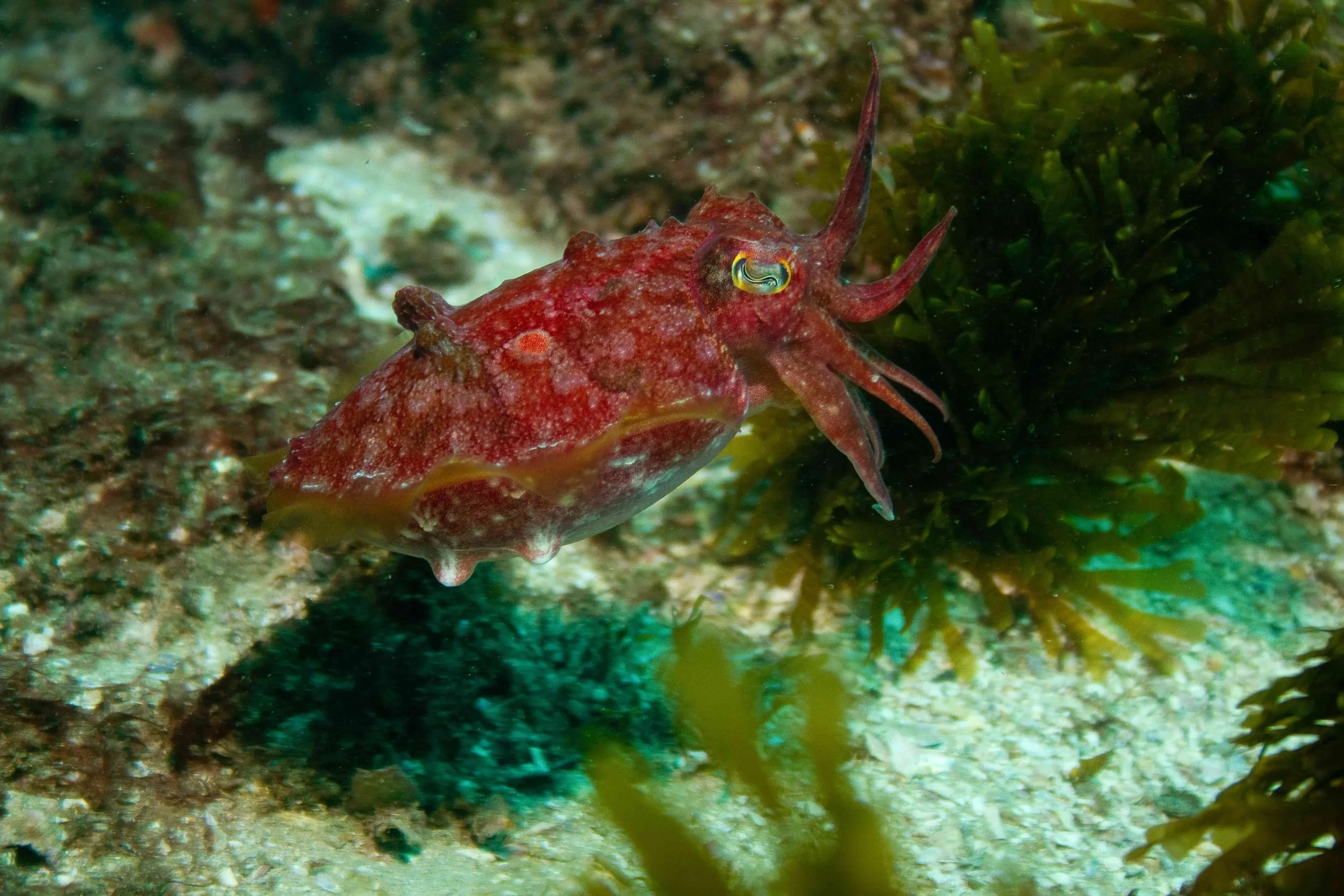 Cuttlefish hovering over the reef at Cook Island Marine Reserve Gold Coast