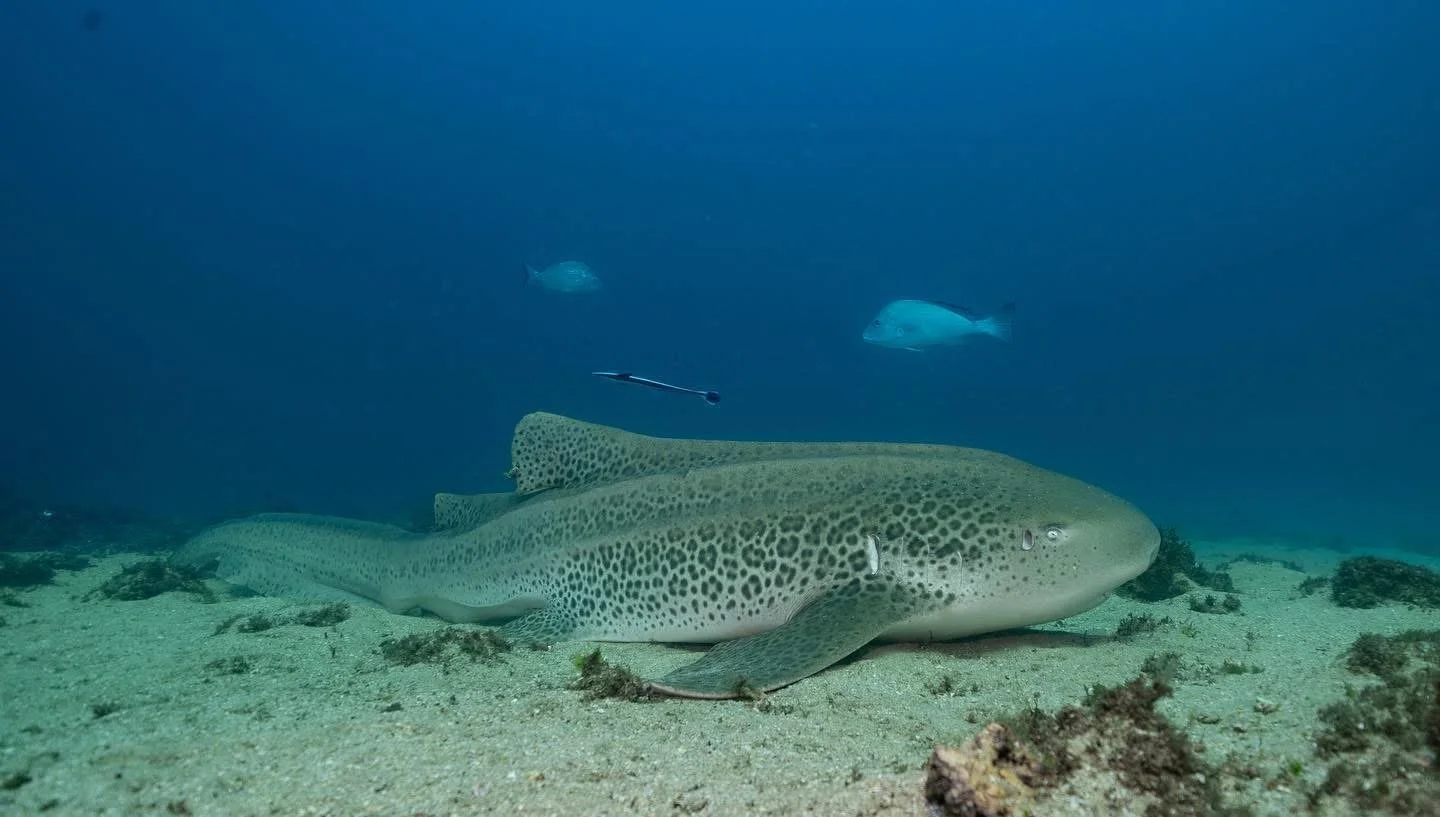 Leopard shark on sandy ocean floor at Cook Island Marine Reserve Gold Coast