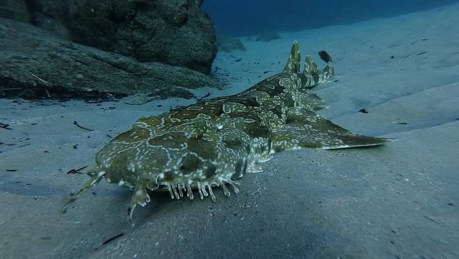 Ornate wobbegong shark camouflaged on the reef floor at Cook Island Marine Reserve