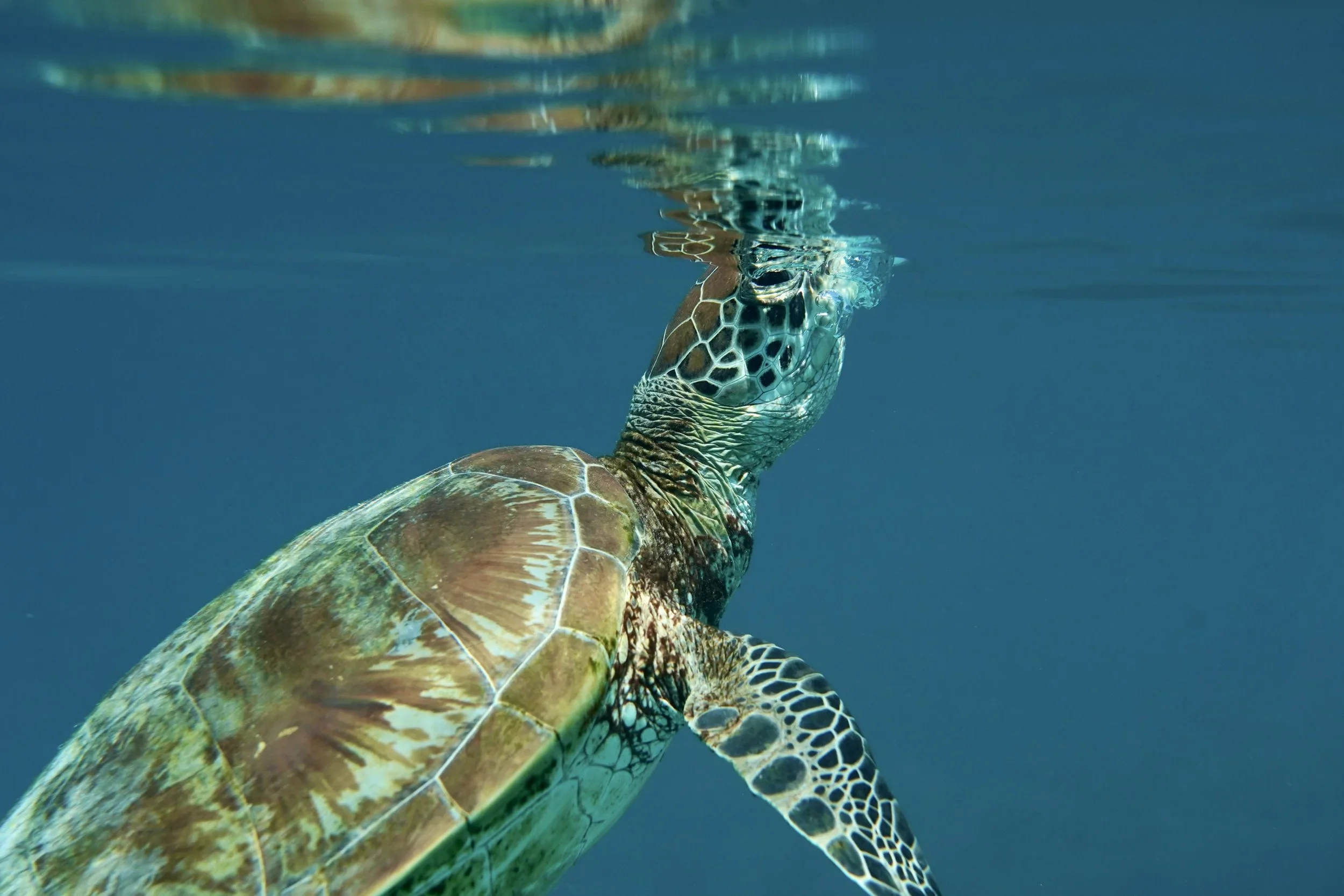 green turtle in clear water swimming up for a breath of  air