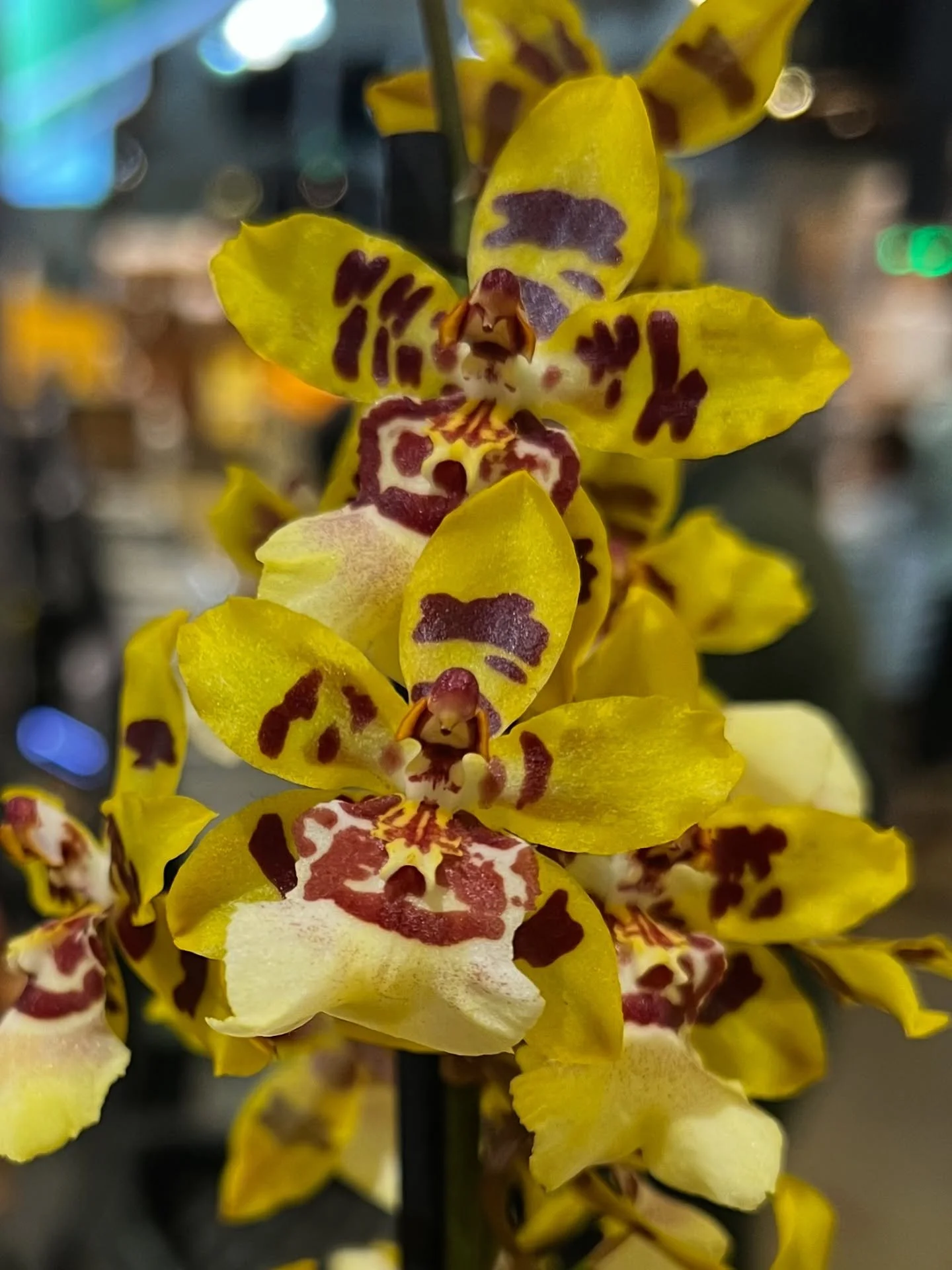 Love using these in an arrangement. They smell like HONEYSUCKLE!! 🤩🤩