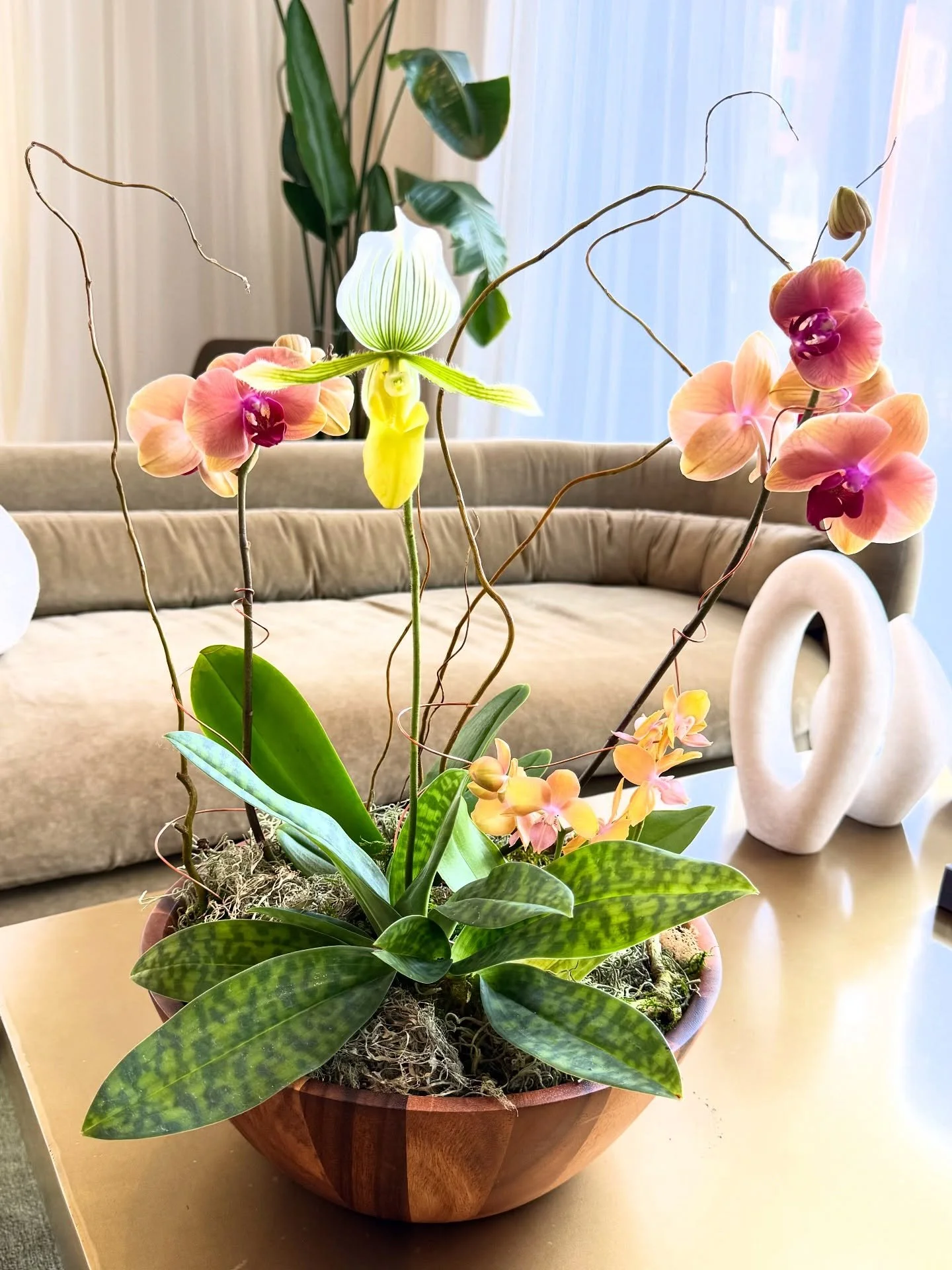 Medium/large arrangement featuring Phalaenopsis orchids and one Paphiopedilum!