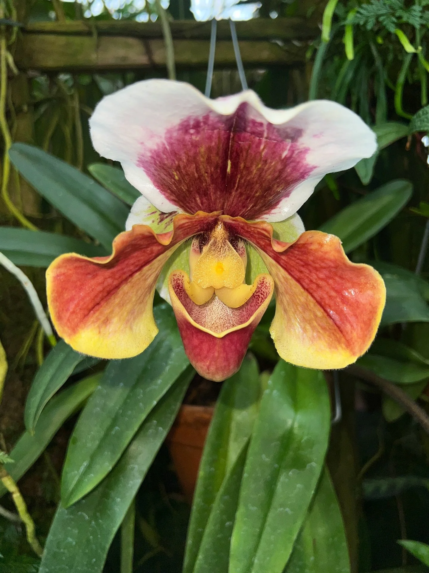 San Francisco Conservatory Of Flowers. Always a treat to stop in and see what&rsquo;s blooming-orchid or not!