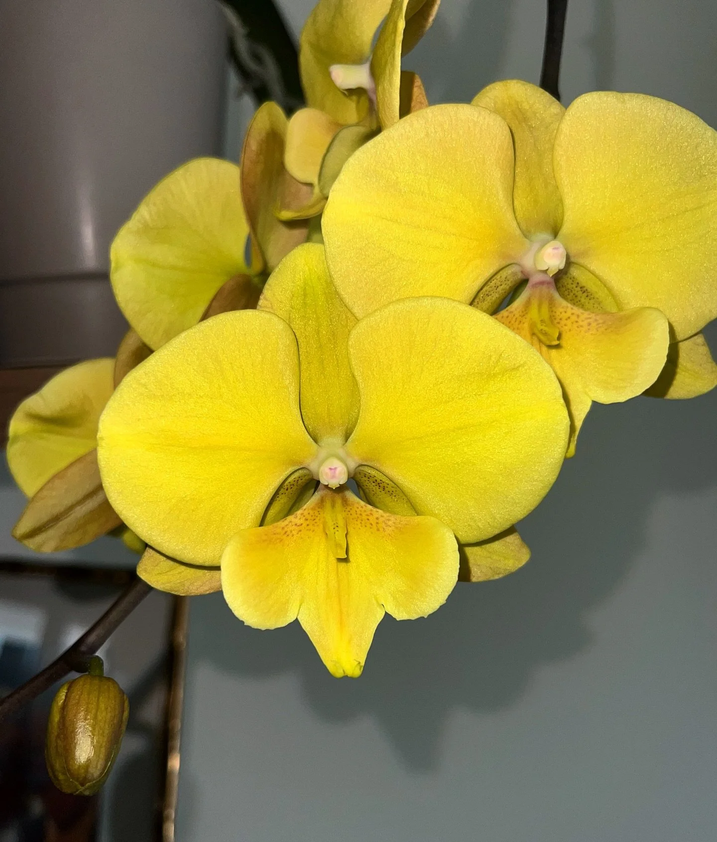💛⭐️🌝🌙🐥🍌⚠️🧀🍯🔆🌕📒🟡🟨〽️🔅🧈🚸🎫🎗️🚖Every yellow emoji I could find&hellip; Still doesn&rsquo;t compare to the color of this Phalaenopsis.