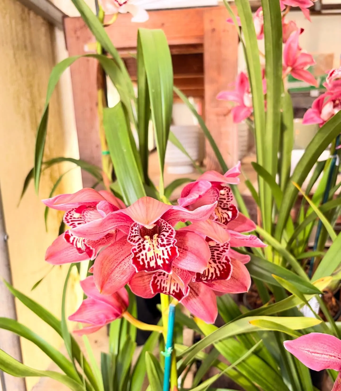 Cymbidium season 🍒🥰🙏⚡️