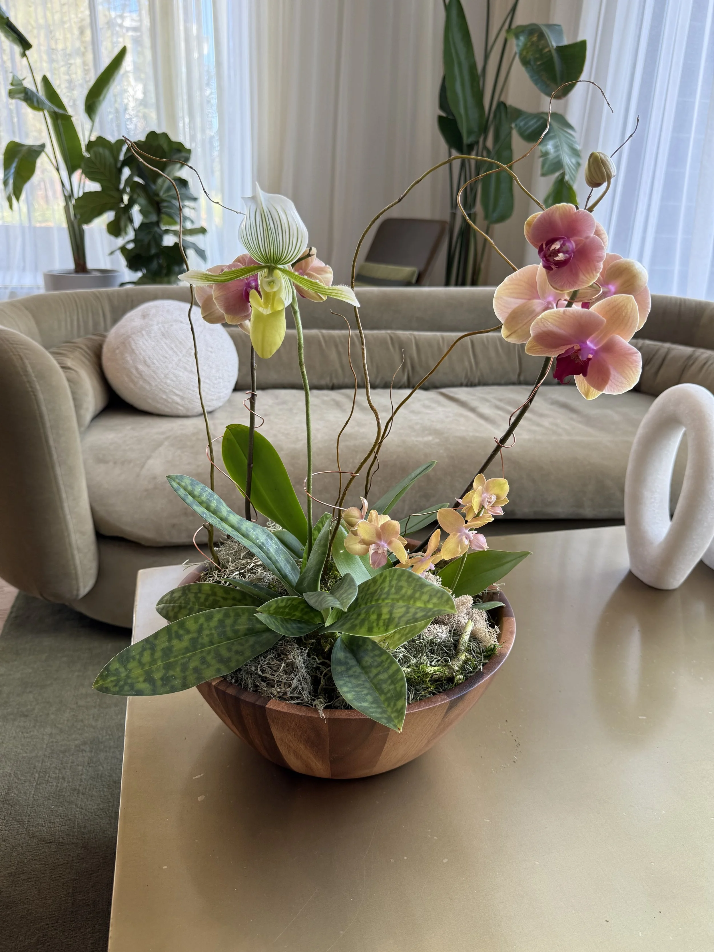 Medium Orchid Arrangement