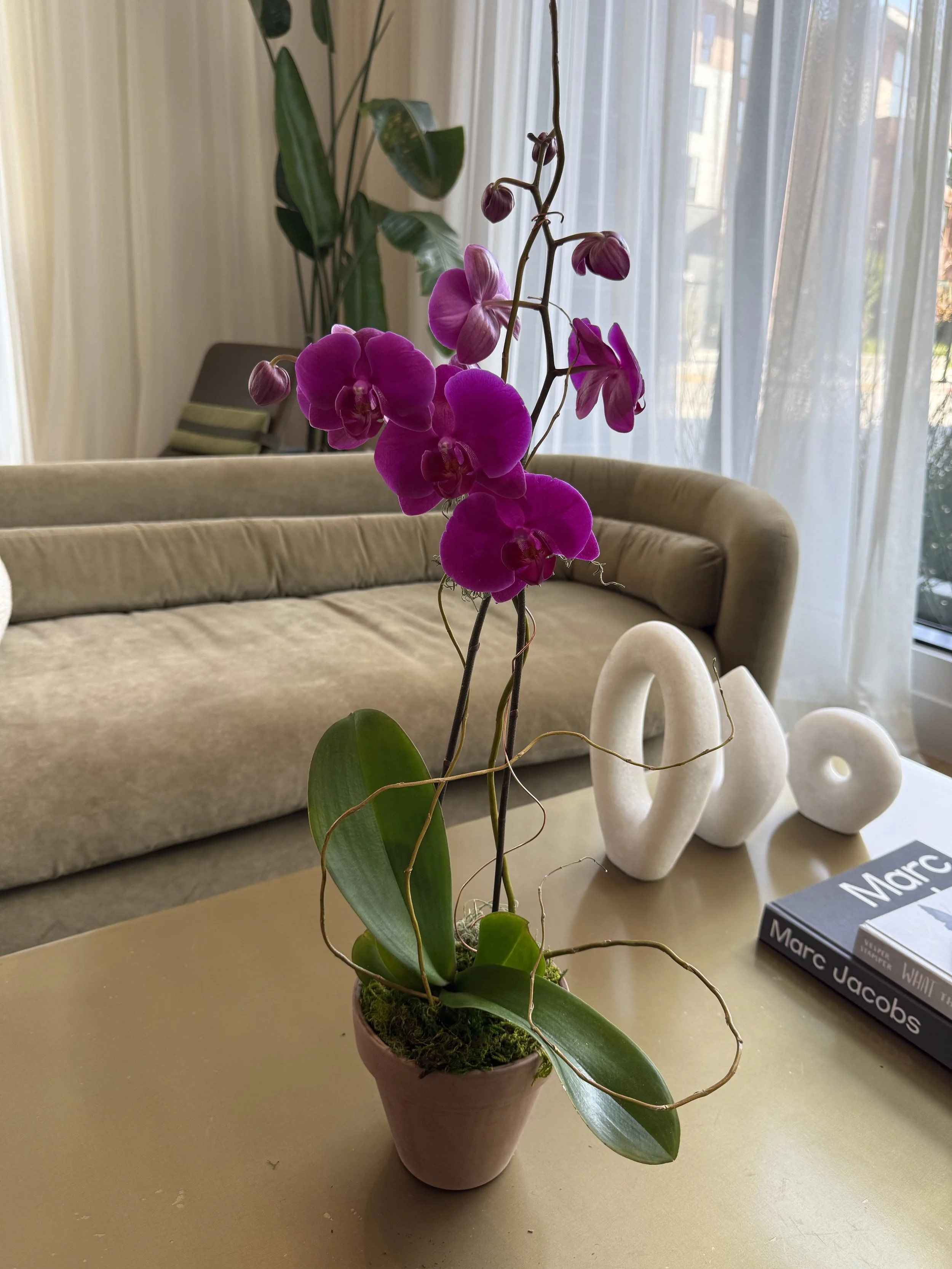 Single Orchid